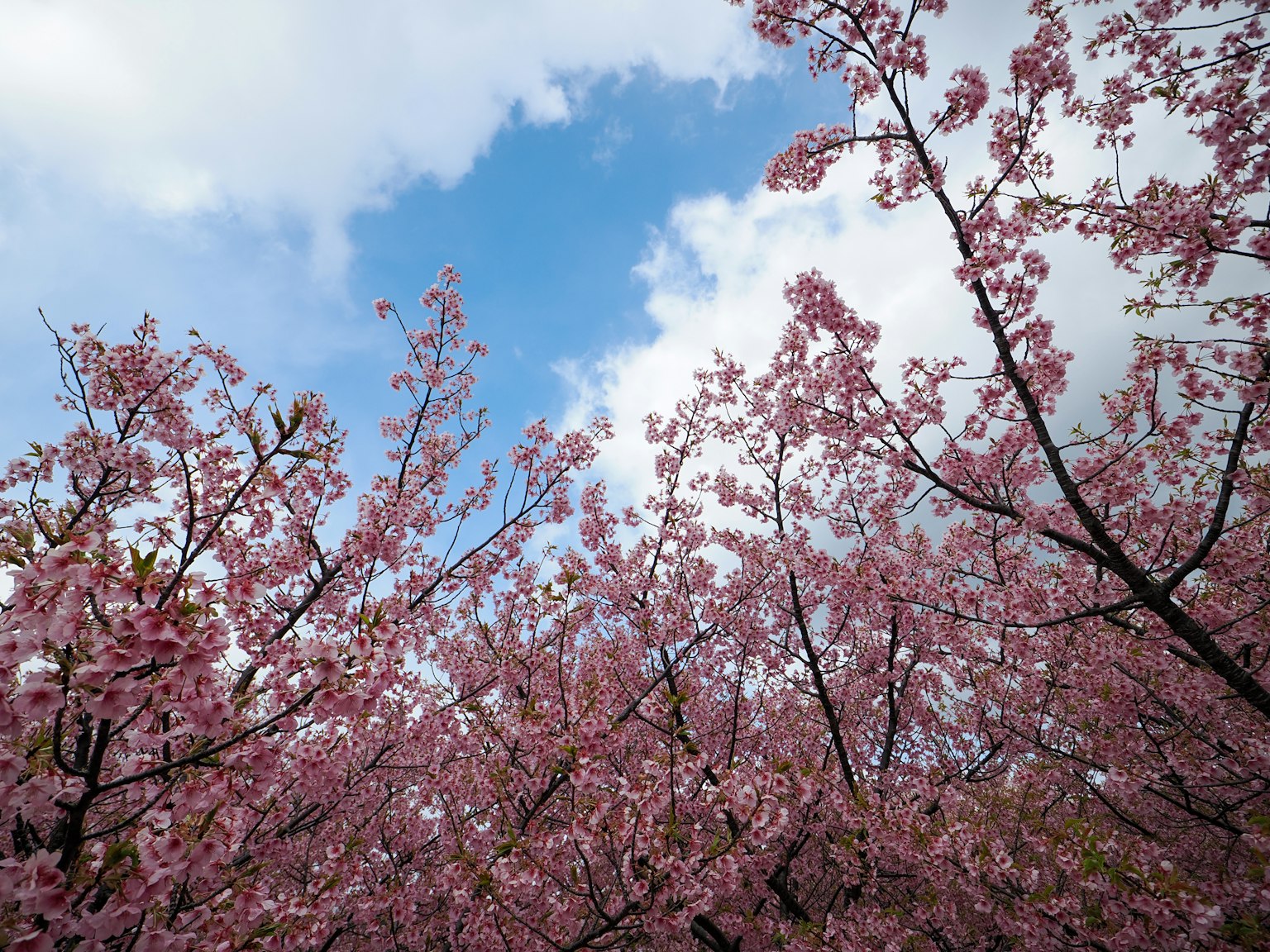 Foto bunga sakura dan cabang di latar belakang langit biru
