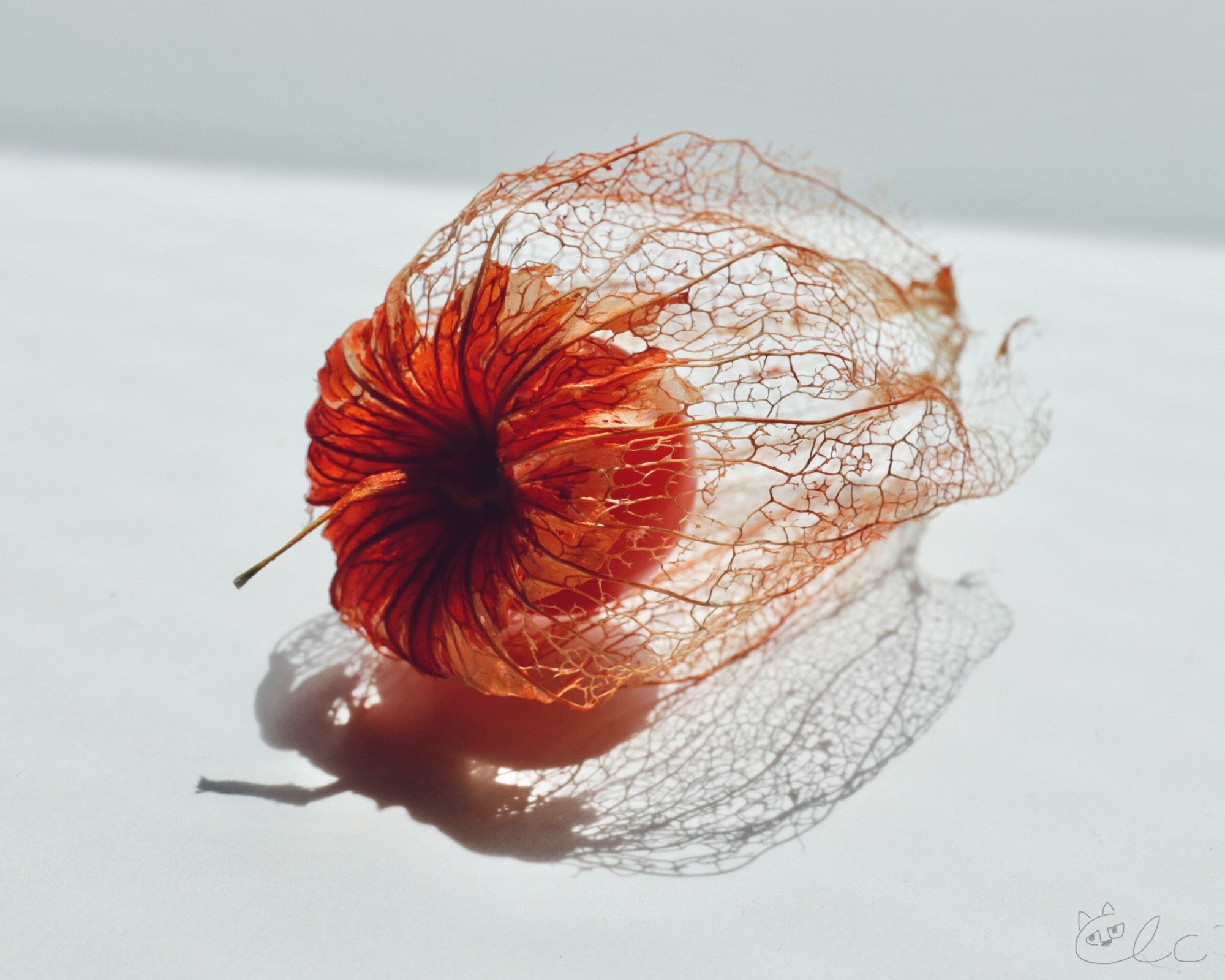 お盆の鬼灯で作った透かし鬼灯の花飾り
