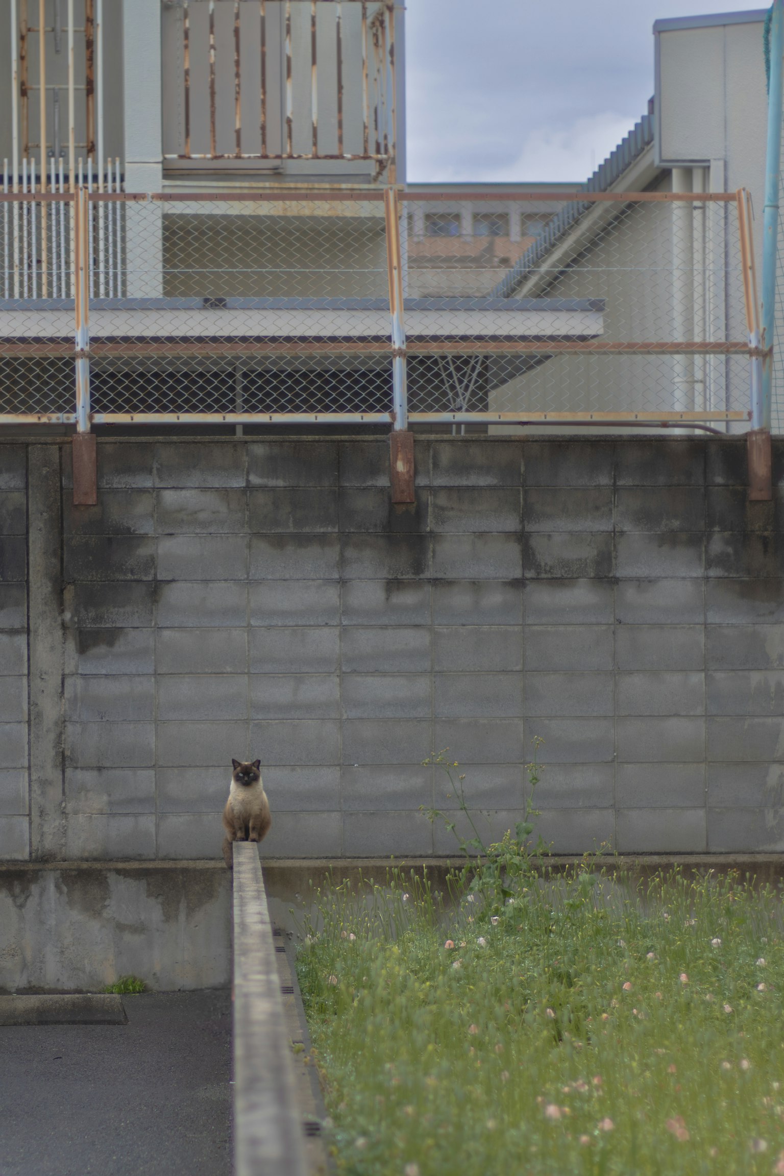 Un gato sentado en un borde de concreto con un área de hierba cercana