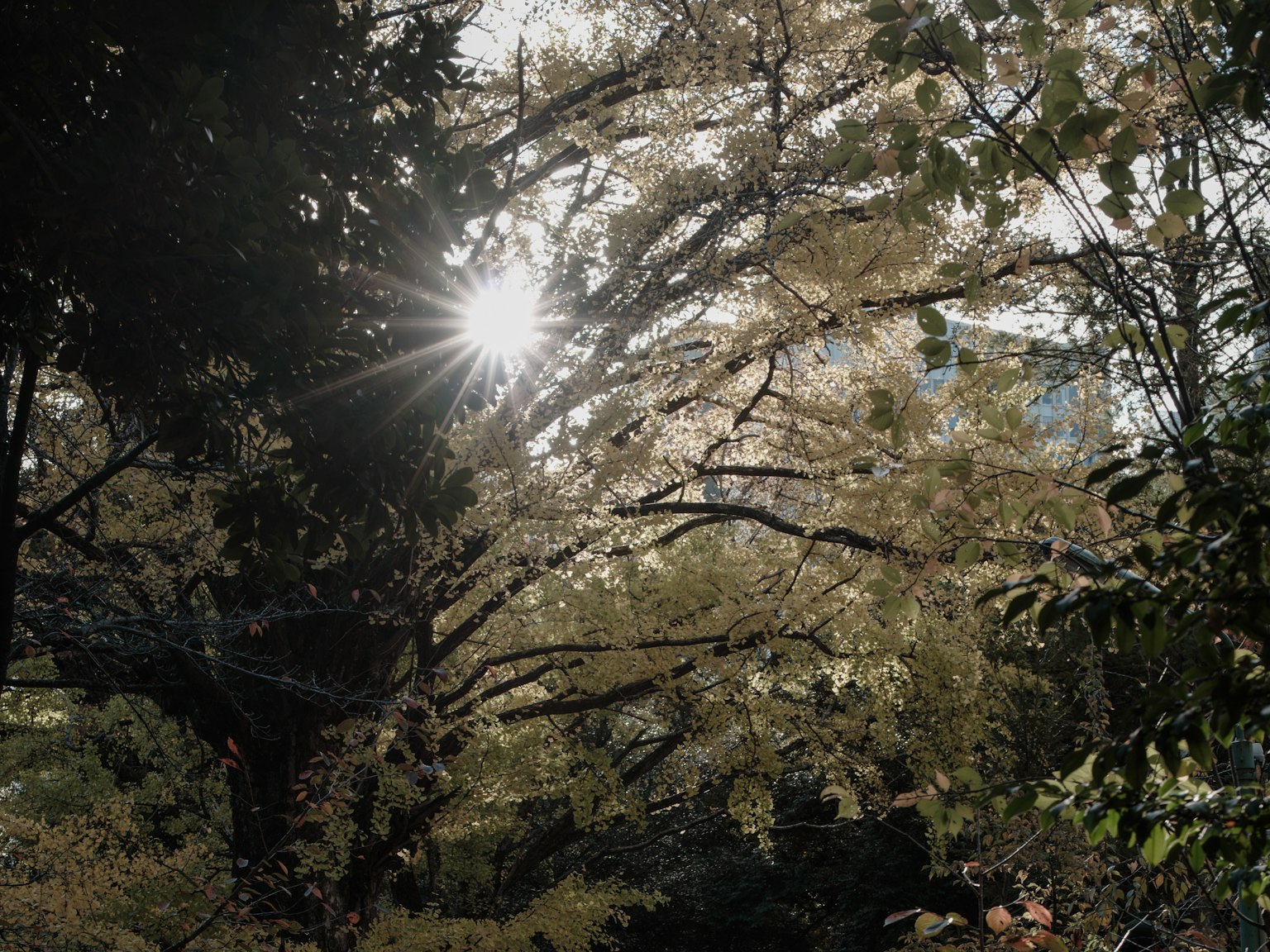 Sonnenlicht, das durch Herbstbäume fällt