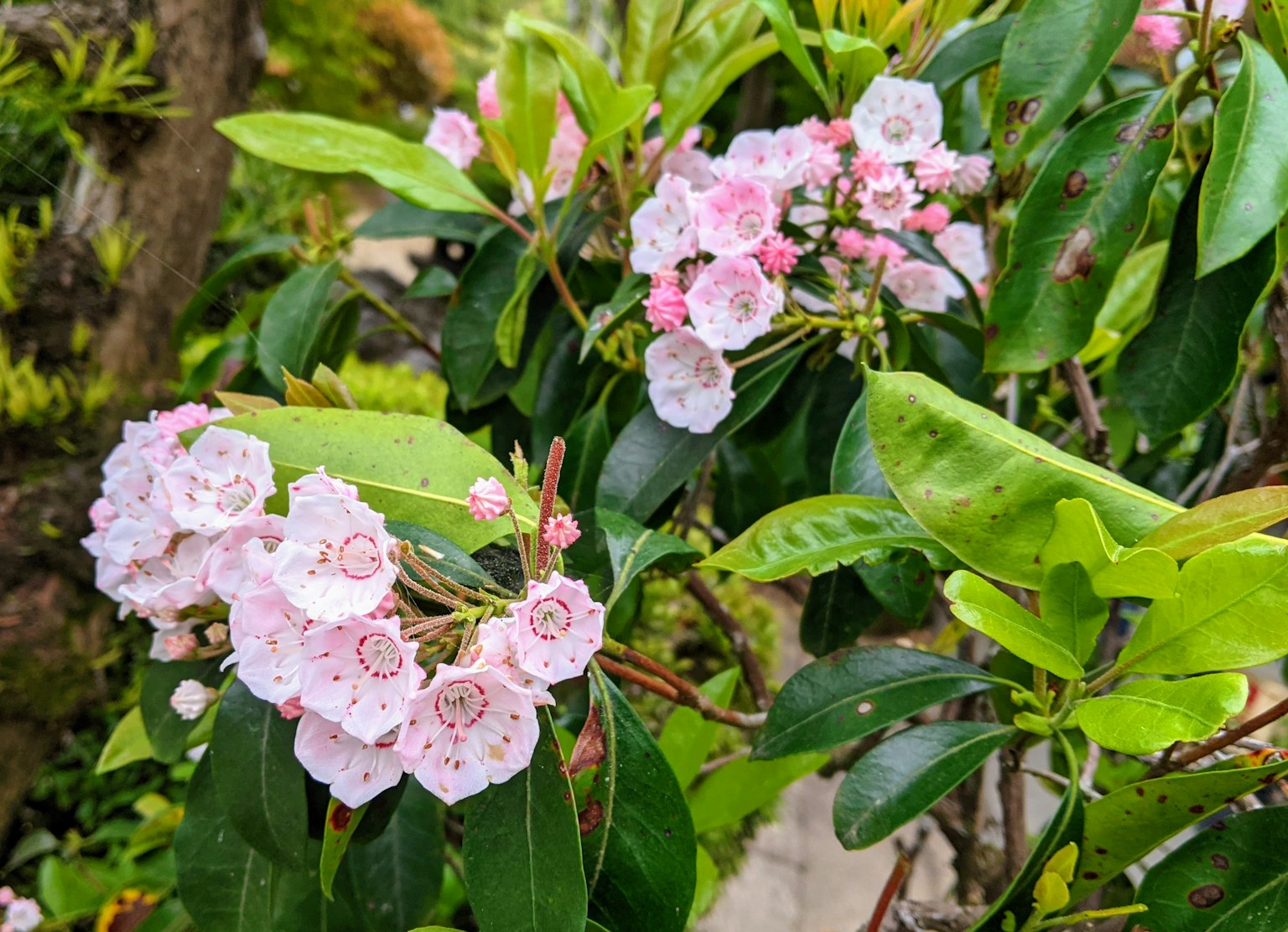 Una pianta con fiori rosa e foglie verdi