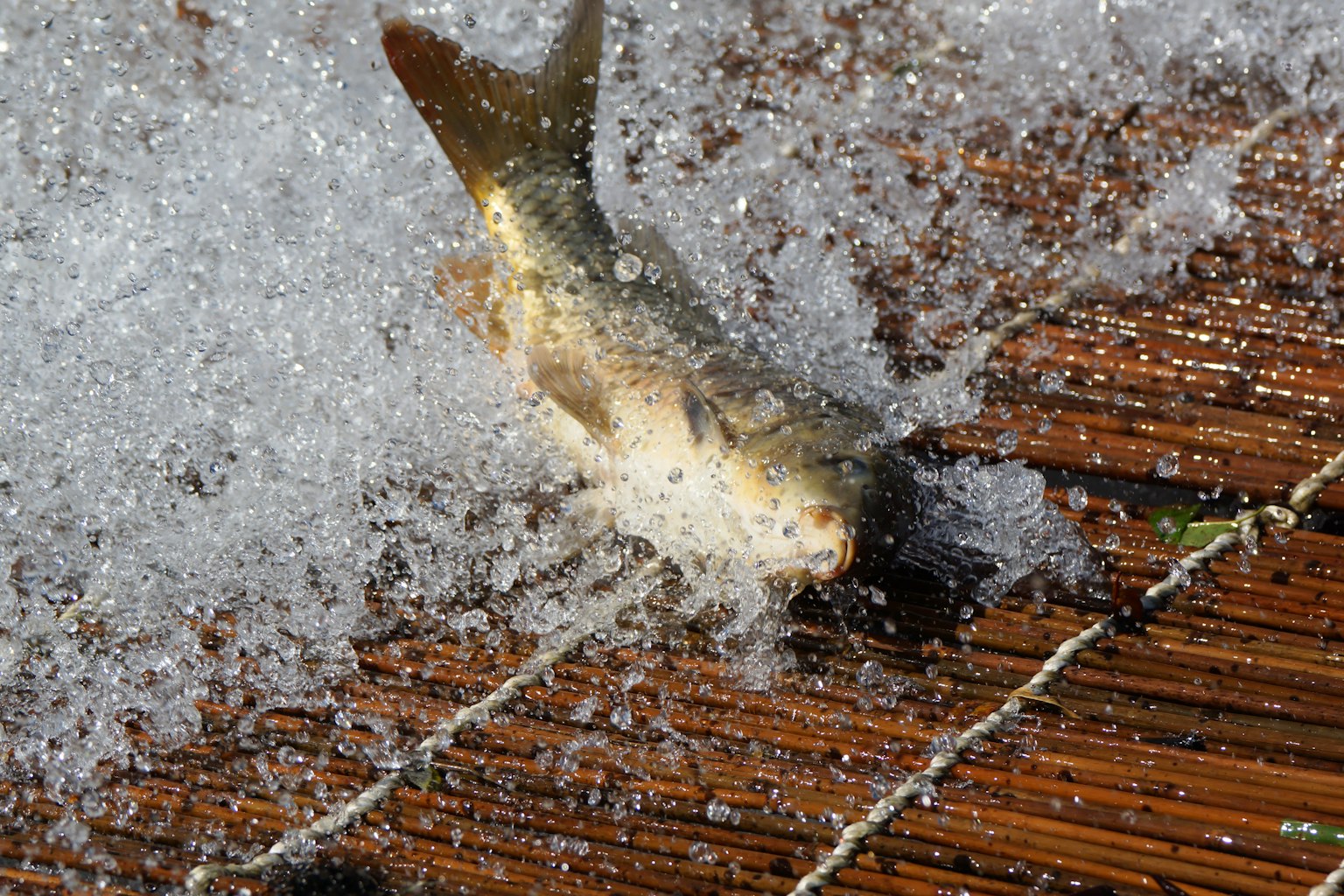 Un pez saltando con salpicaduras de agua sobre una superficie de madera