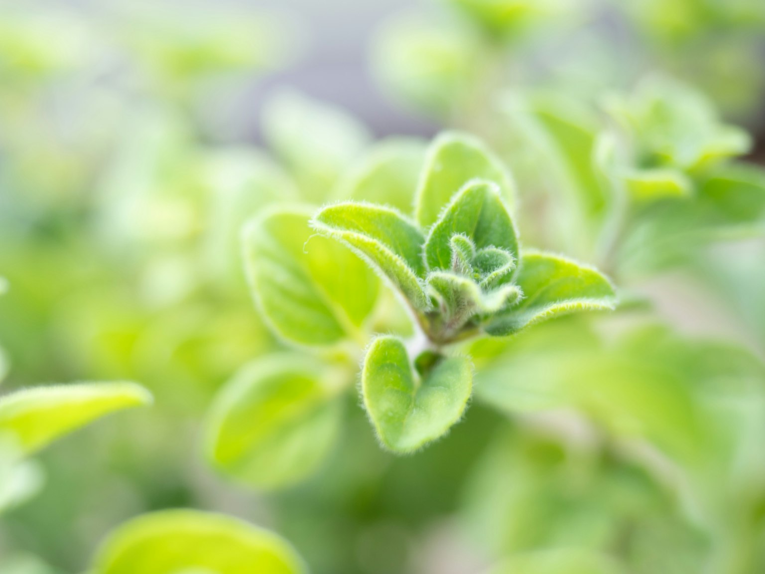 Kedekatan daun oregano hijau yang cerah