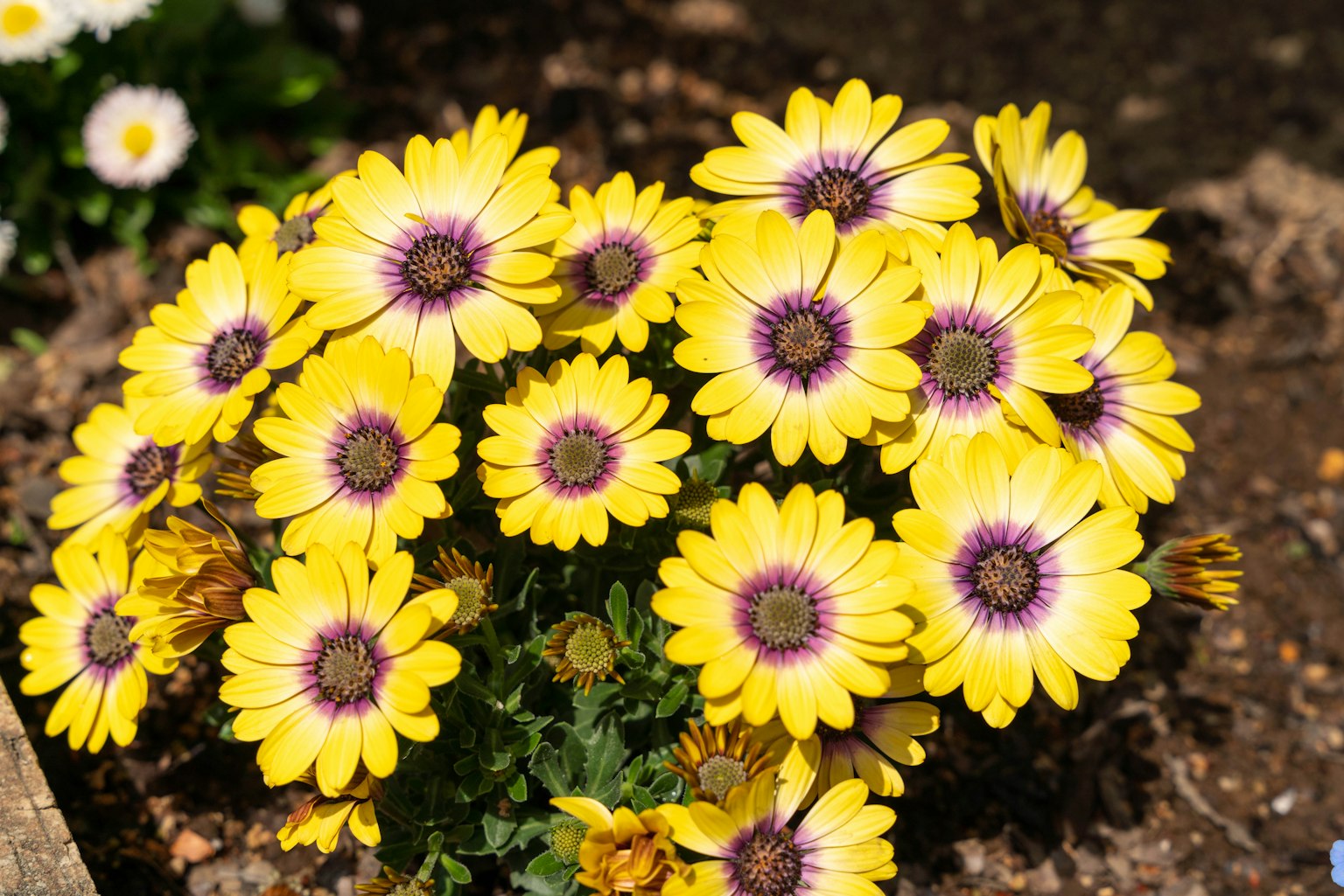 Cluster of yellow flowers with purple centers in a garden setting