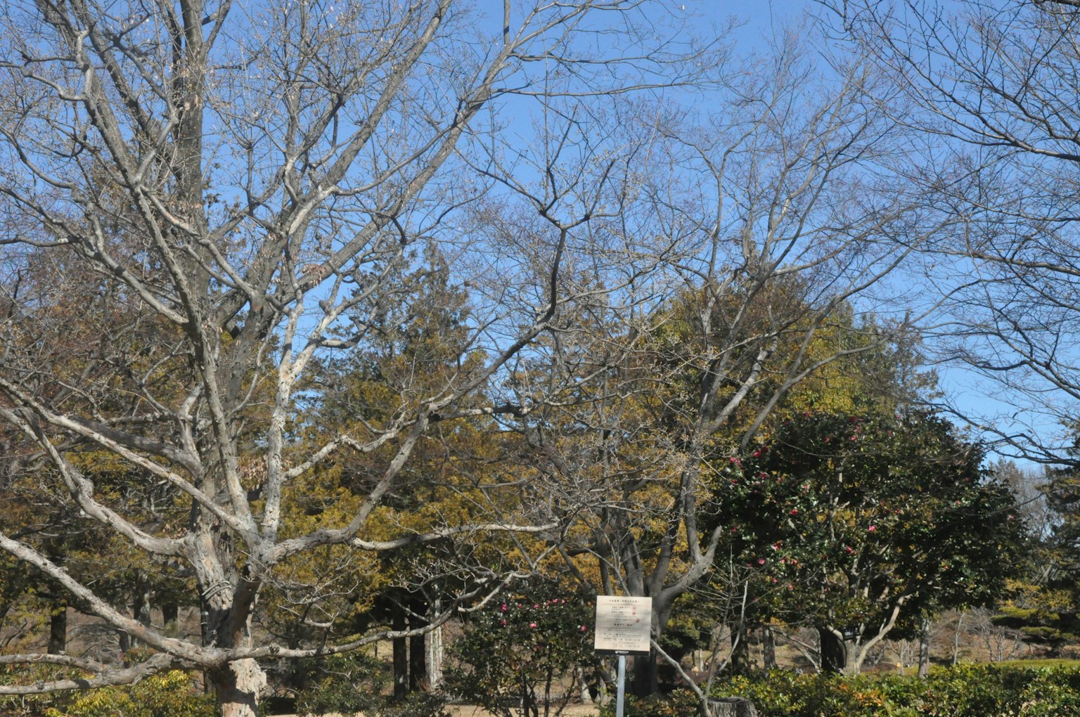 Winterliche Parkszenen mit blattlosen Bäumen und klarem blauen Himmel