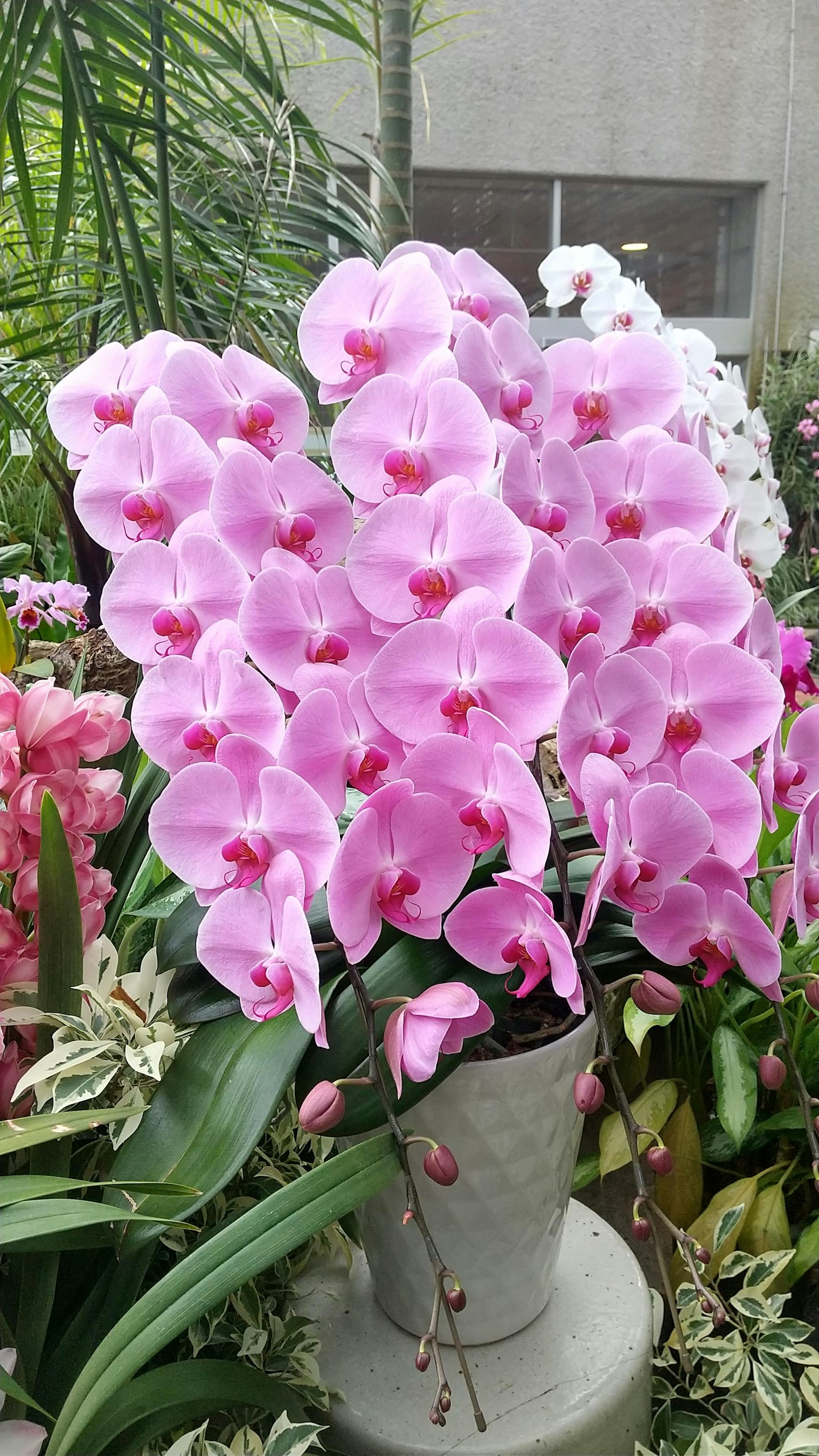 一盆粉色兰花与绿色叶子