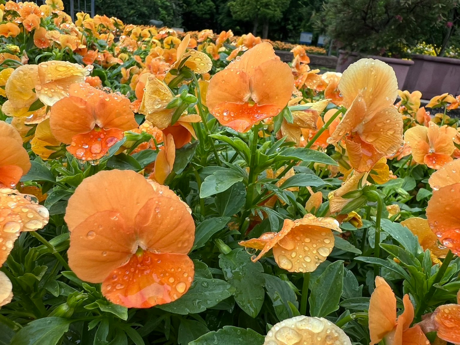 Close-up of orange pansy flowers blooming in a garden