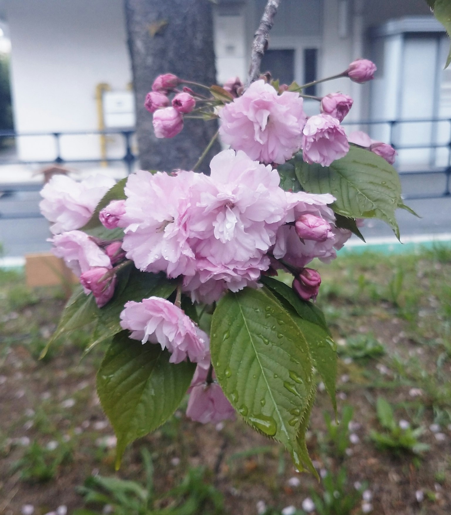 연한 핑크색 꽃과 초록색 잎이 있는 벚꽃 가지