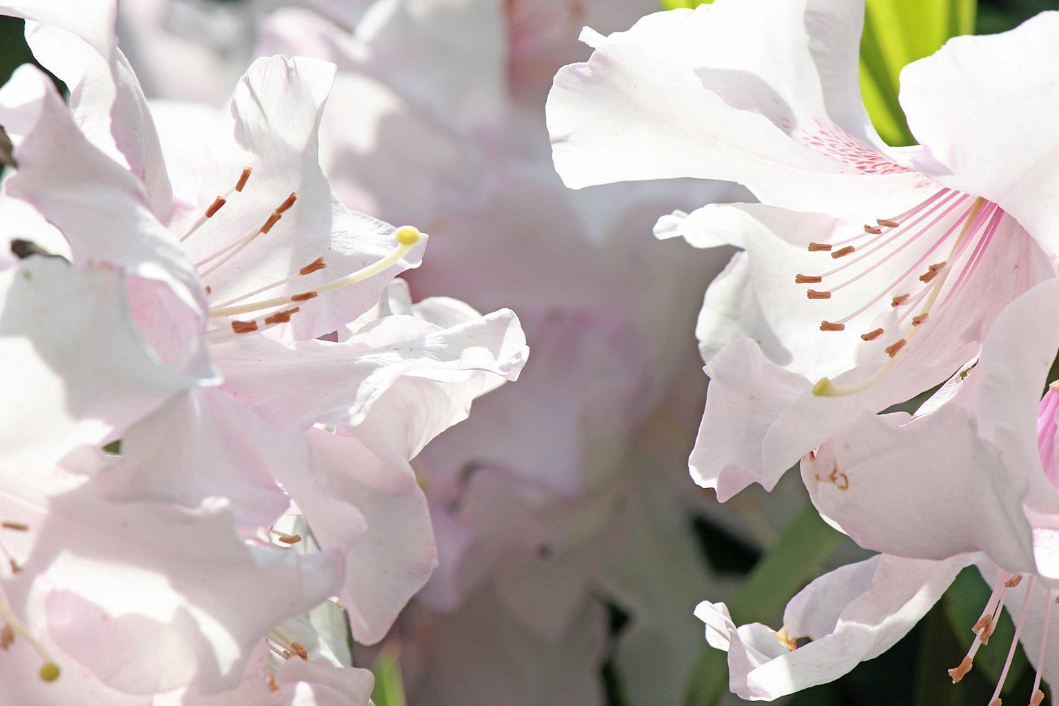 Primo piano di fiori rosa delicati con dettagli dei petali visibili