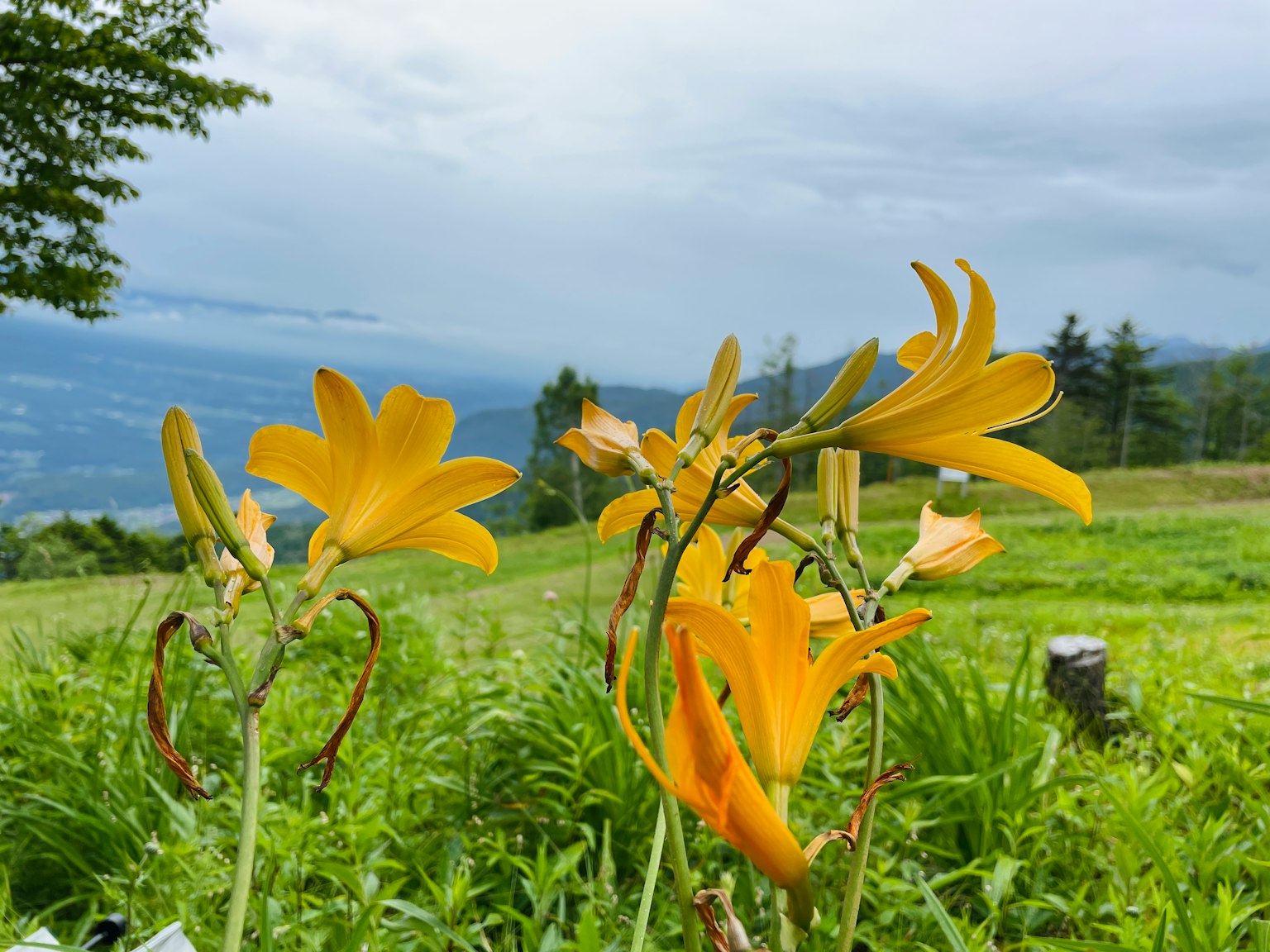 Una vista de flores amarillas en un campo de hierba con cielo nublado