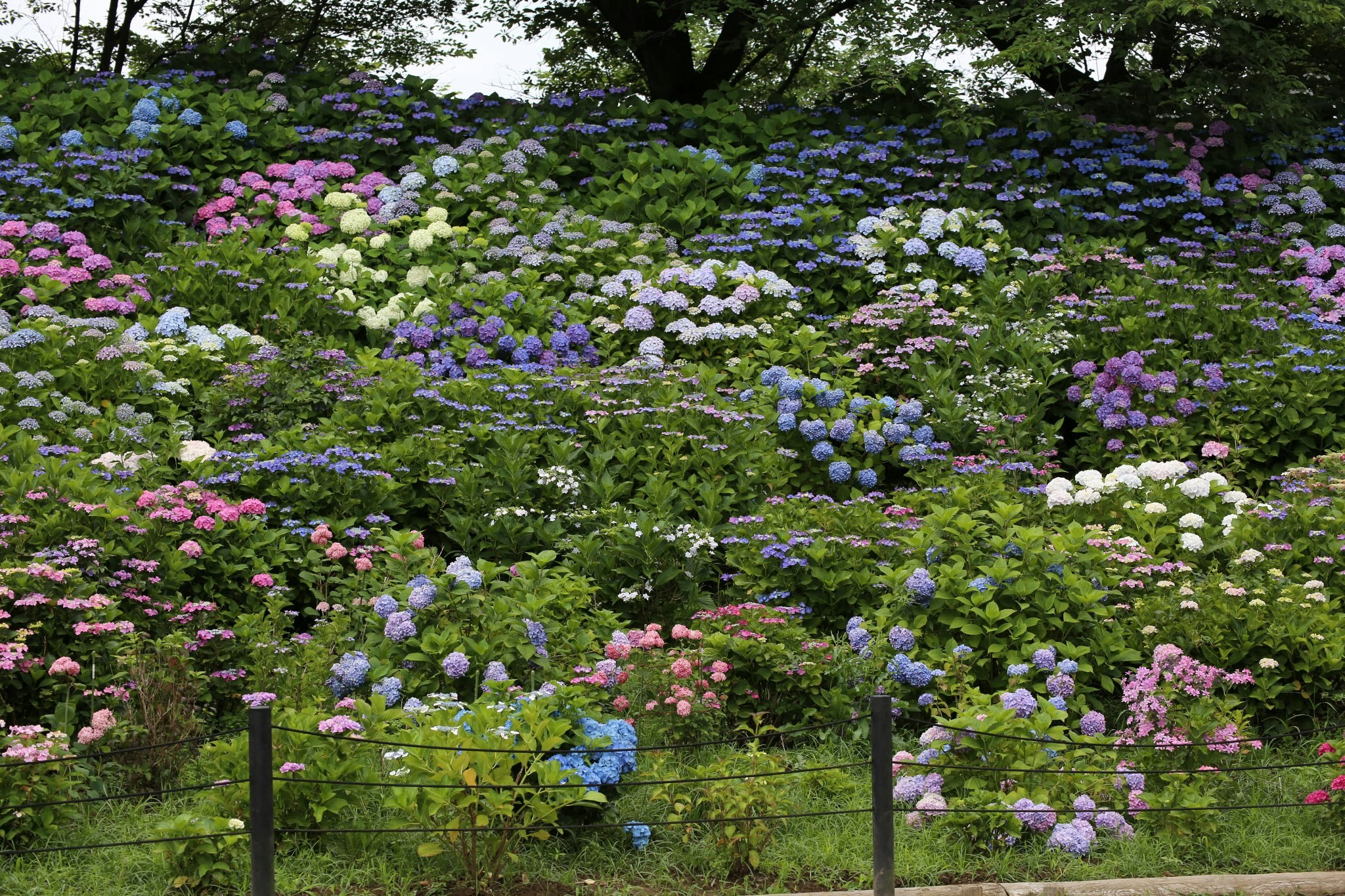 色とりどりのアジサイが咲く庭の花壇