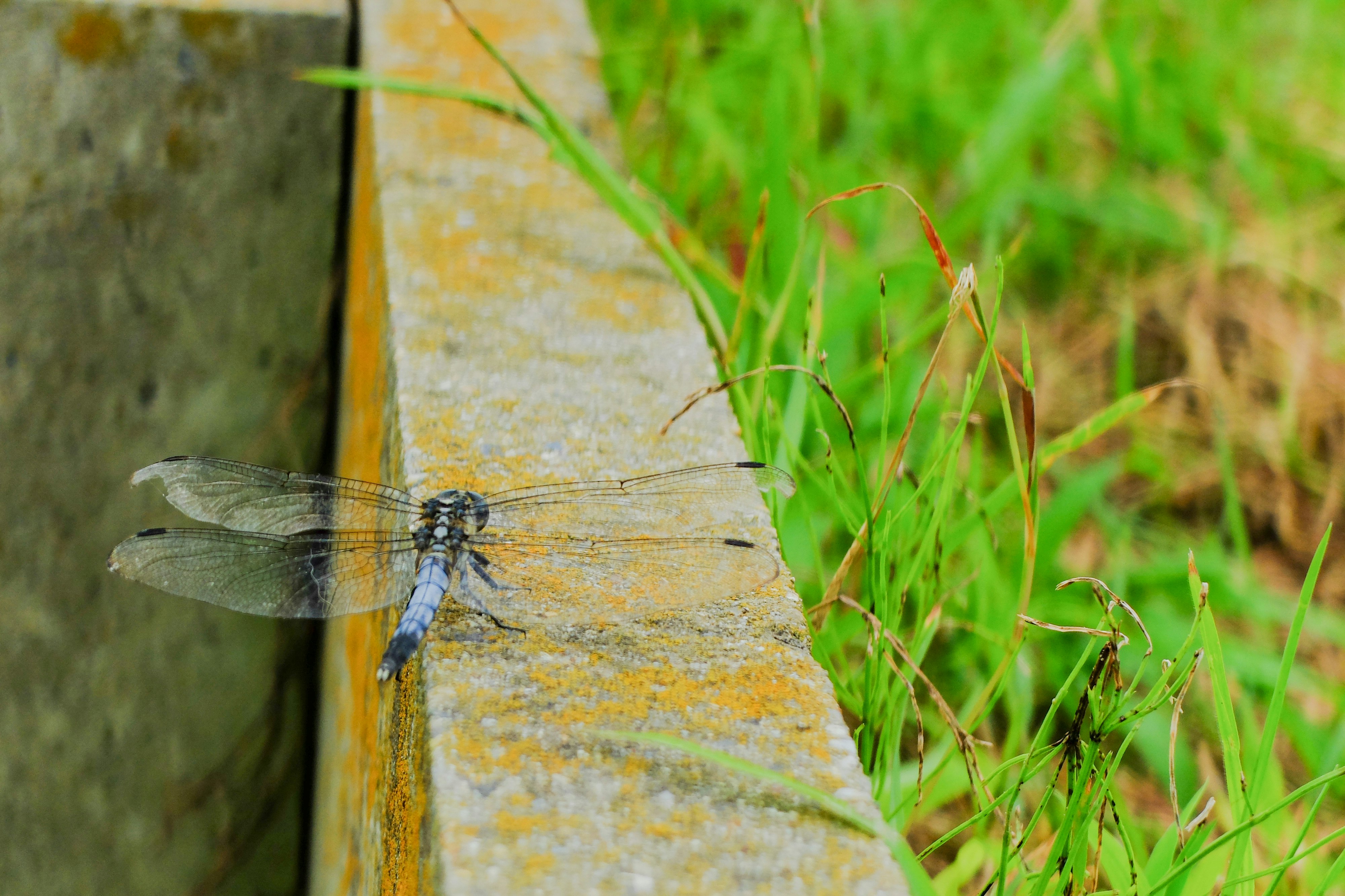 dragonfly resting beside grass