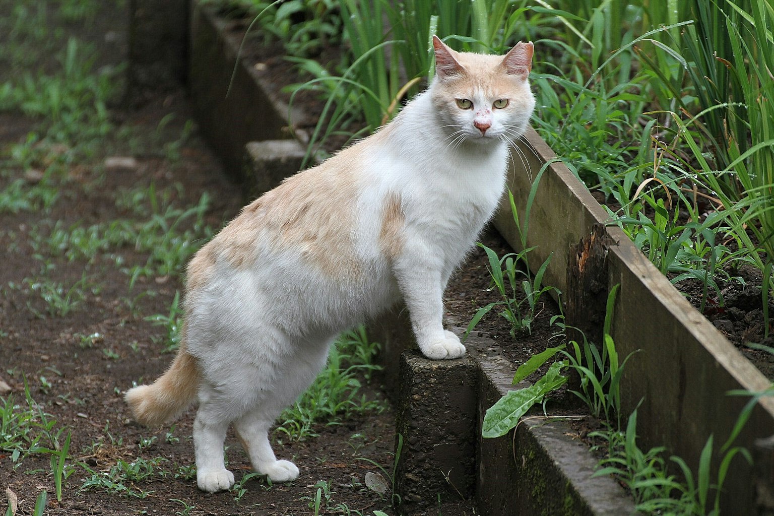 Seekor kucing putih dan krim berdiri di dekat tanaman kebun