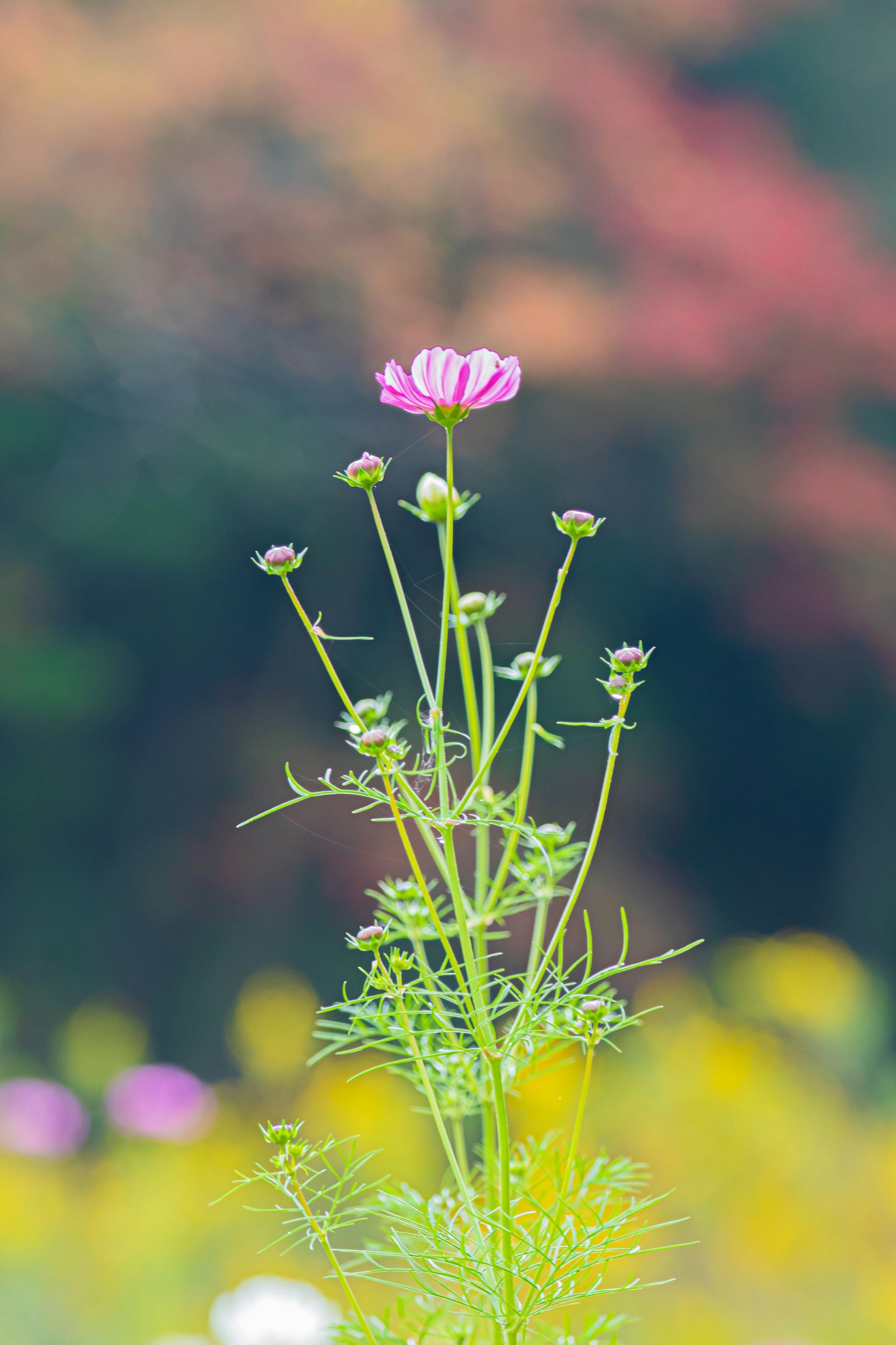 Planta alta y delgada con flores moradas pálidas contra un fondo colorido desenfocado