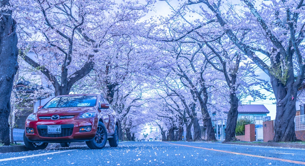 桜並木の道路を走る赤い車のある風景