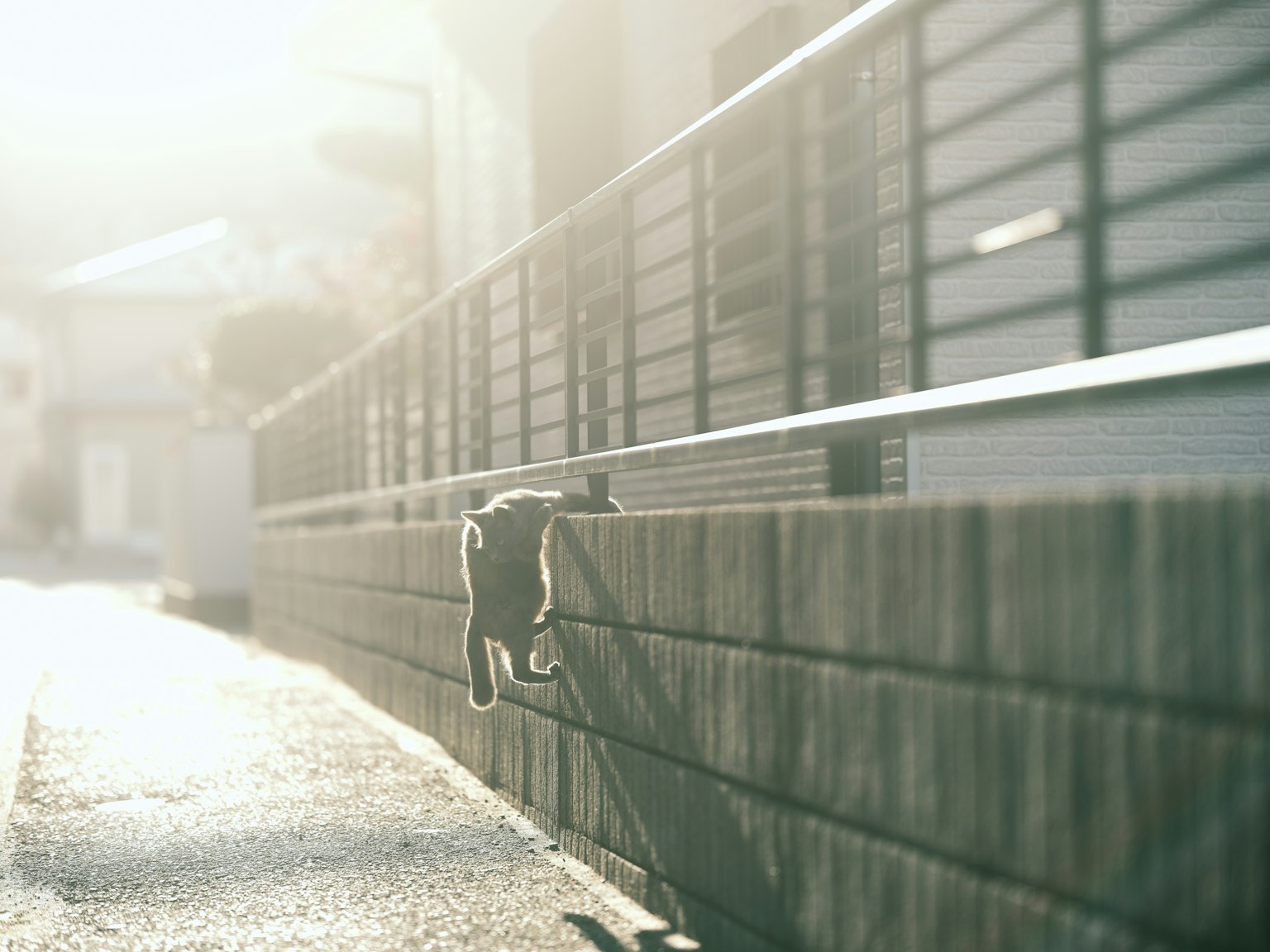 Eine Katze, die auf einer Mauer in der Sonne läuft