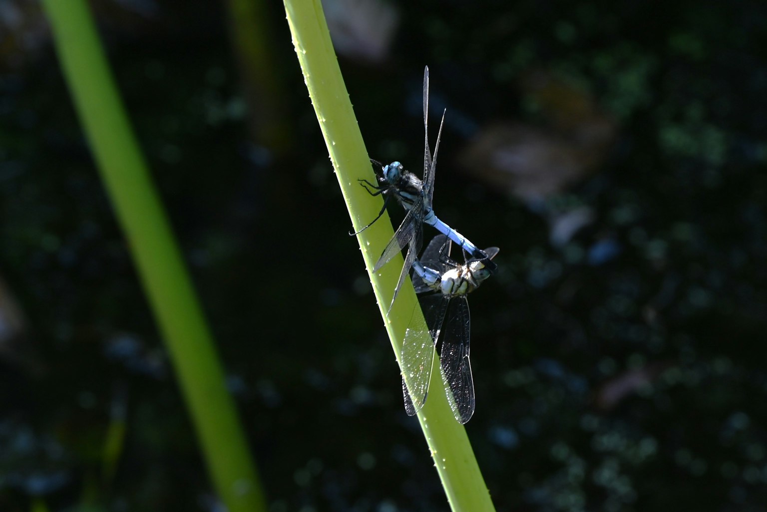 Libellula blu appollaiata su un gambo di pianta verde vicino all'acqua