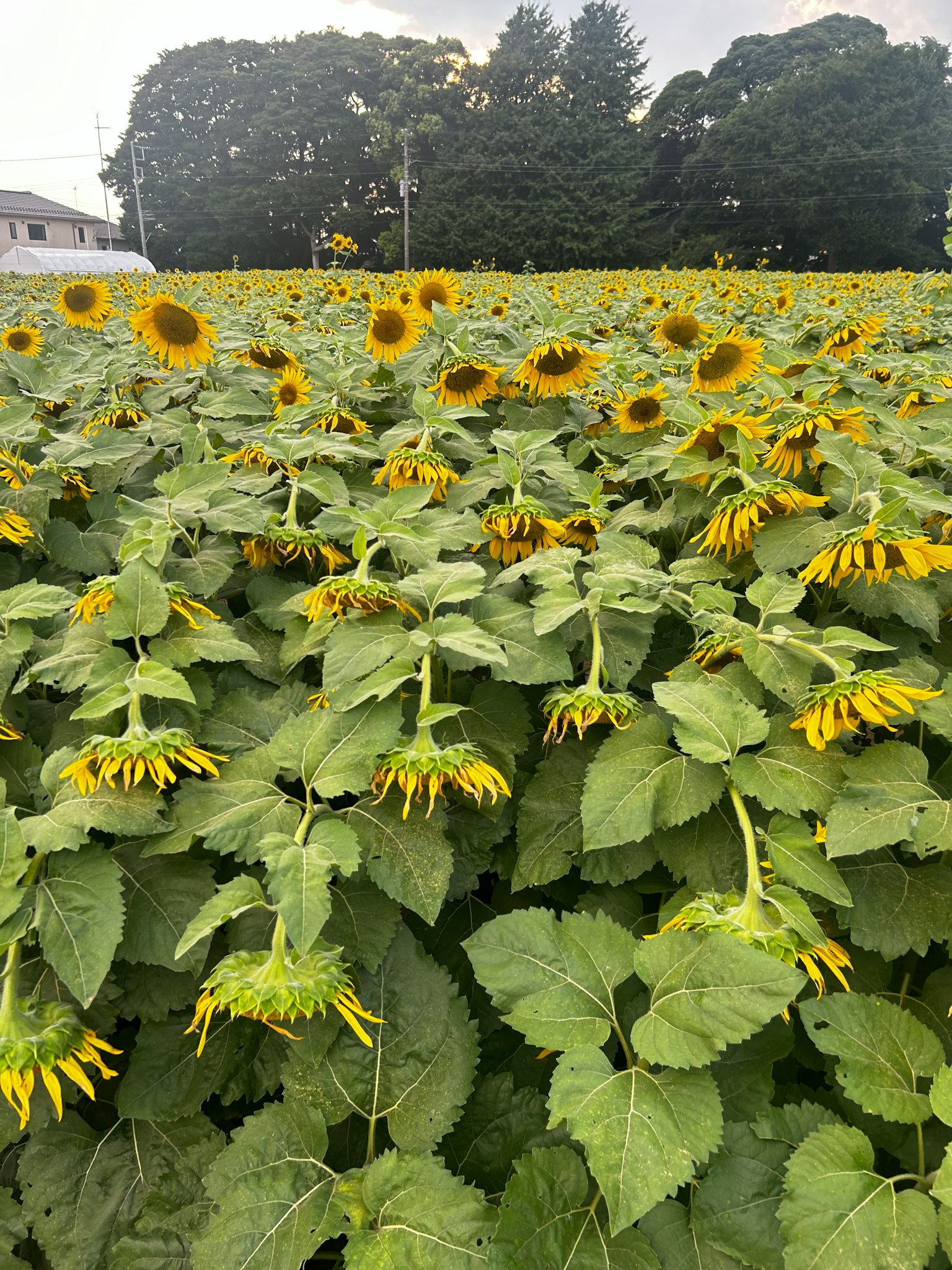 A vast field of sunflowers in bloom