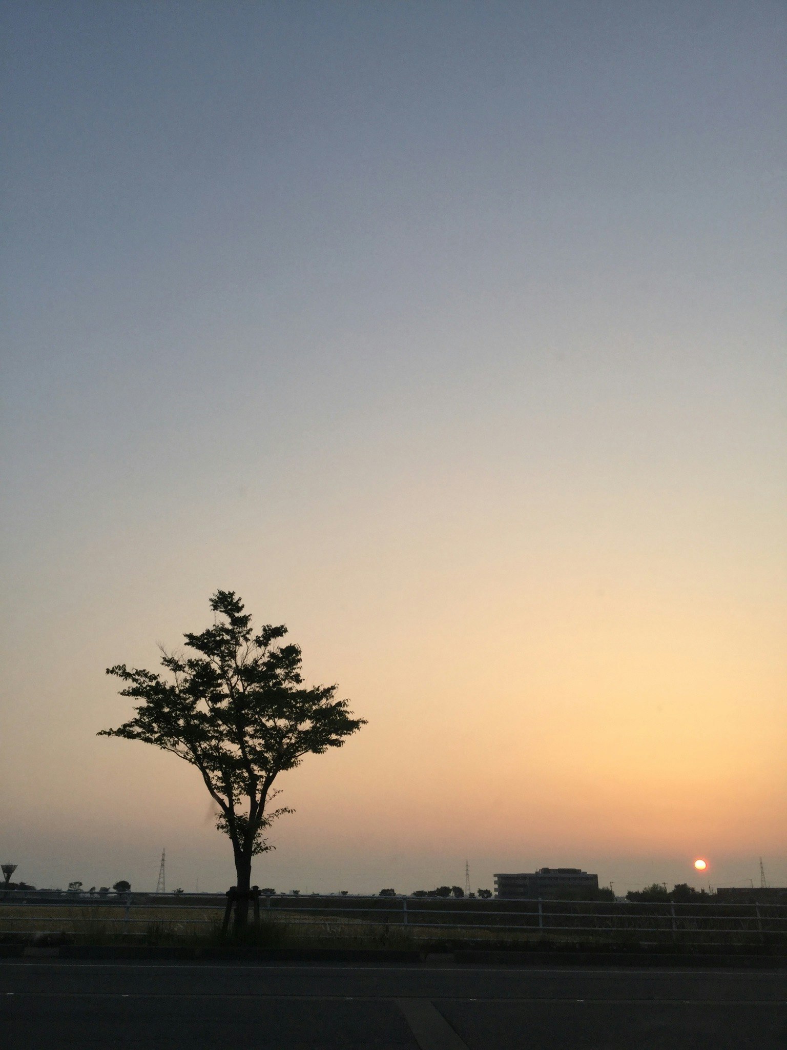 夕焼けの河川敷に立つ一本の木