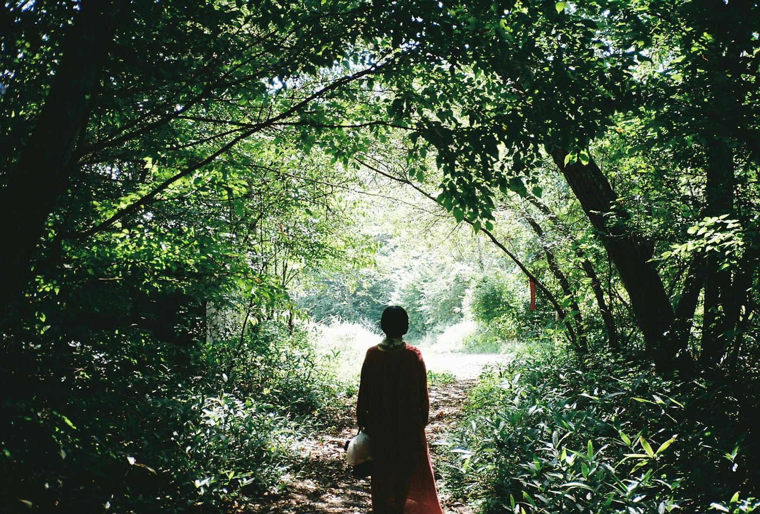 Silueta de una persona caminando en un bosque verde con luz filtrándose
