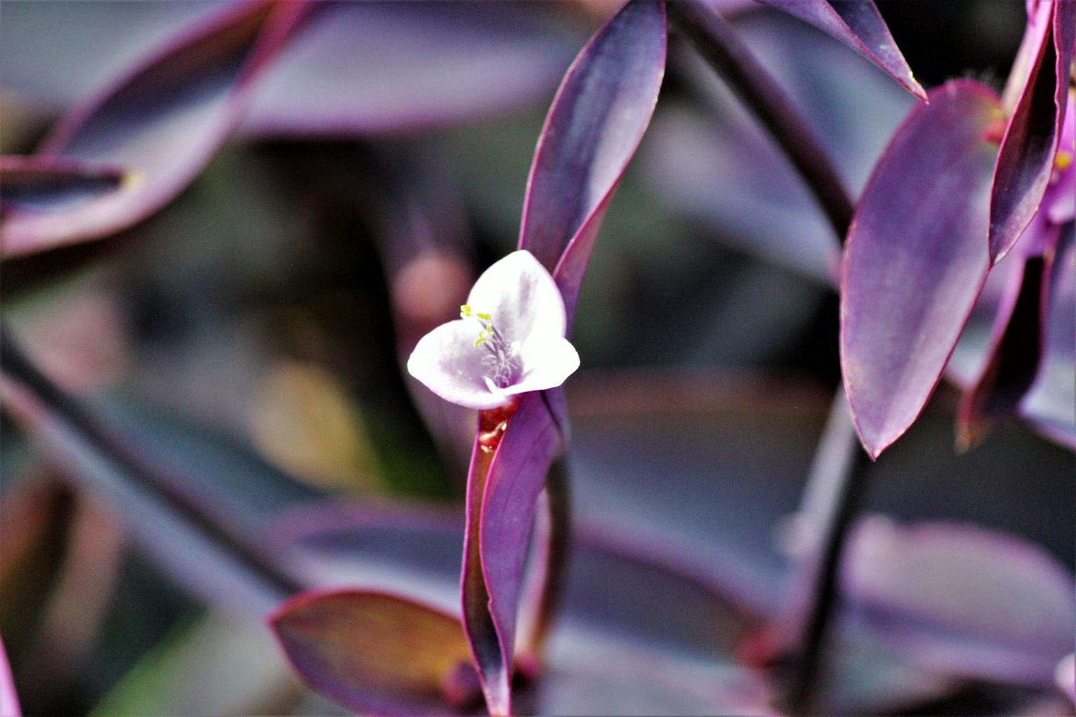 Primo piano di una pianta con foglie viola e un fiore bianco