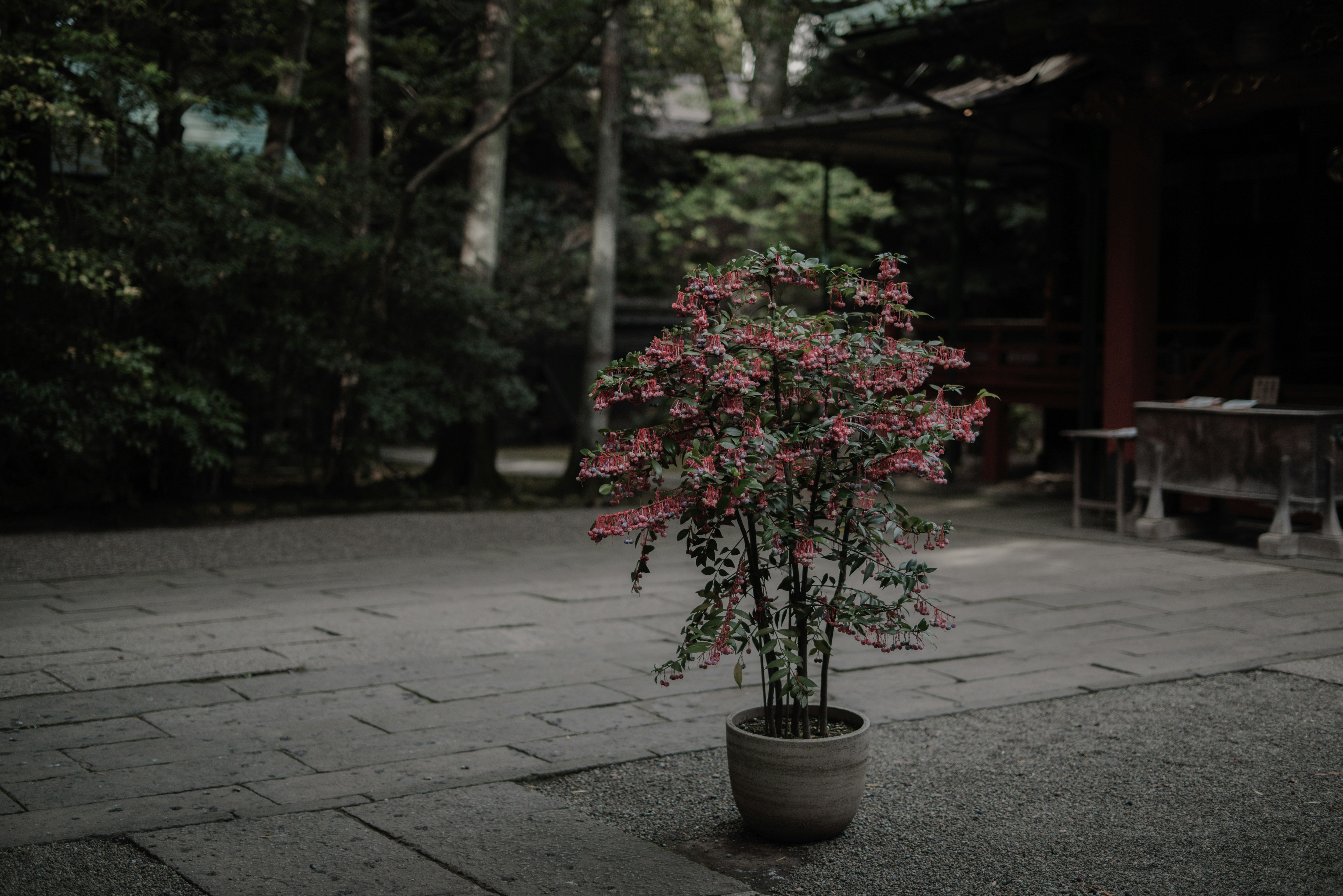 神社の境内で鉢植えのさくらんぼの木が咲く