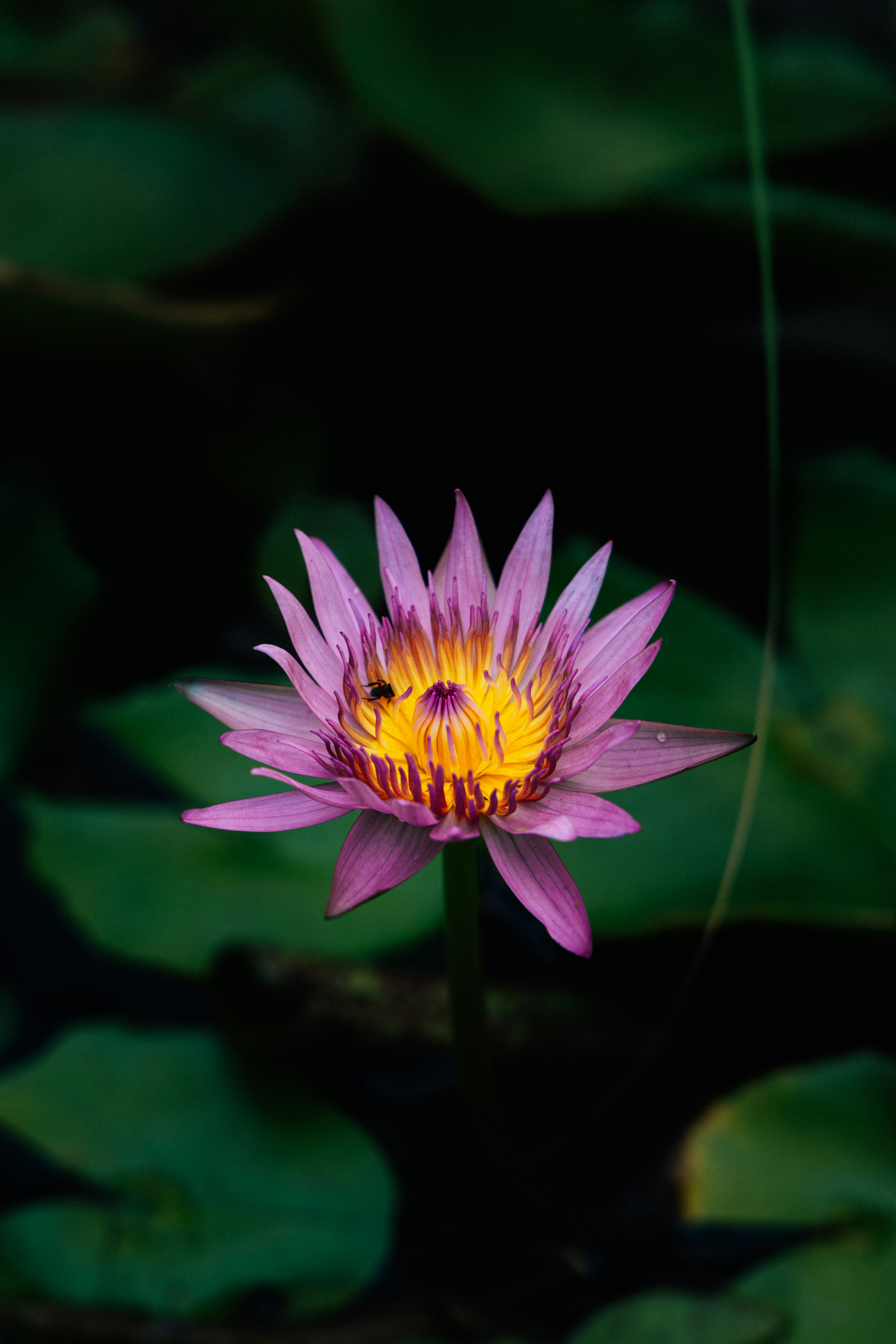 コ・サムイ島の蓮の花のクローズアップ