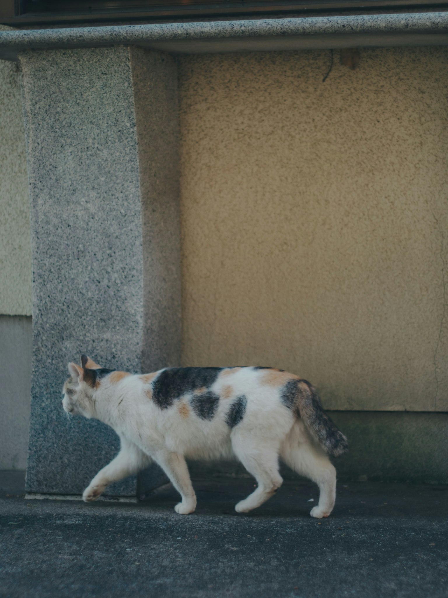 一只三色猫在墙边走