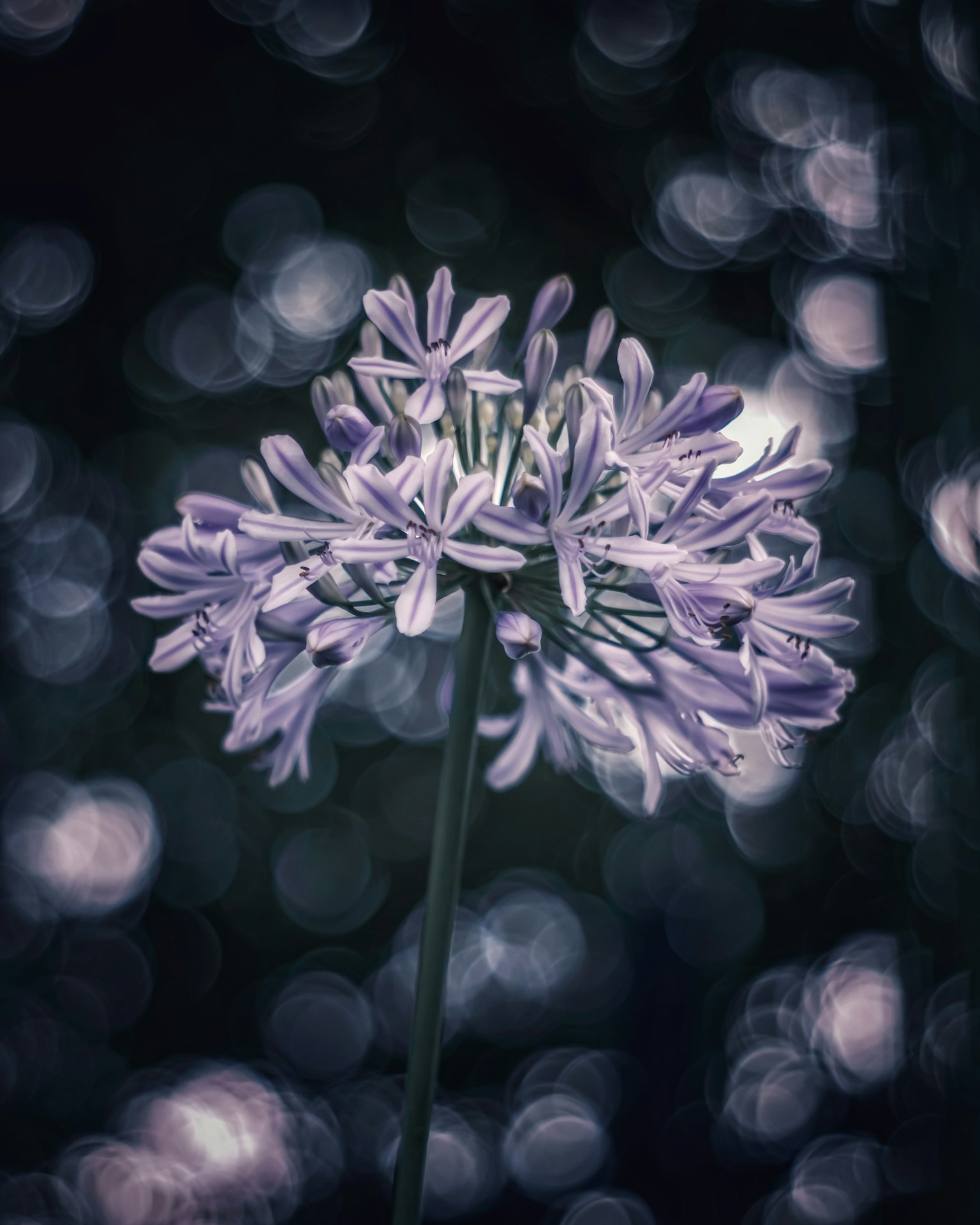 紫色花朵在模糊背景中突出