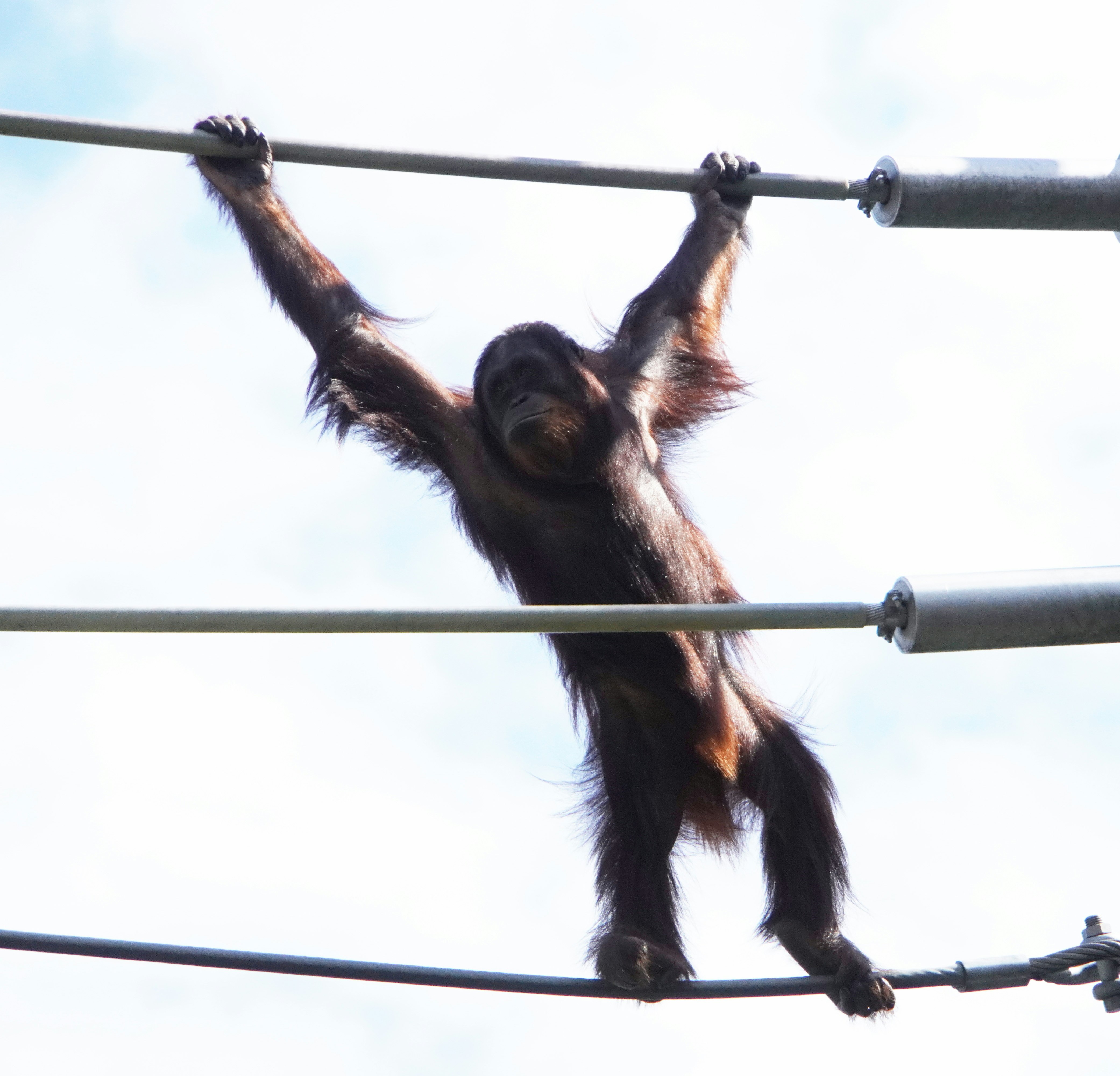 chimpanzee reaching with arms spread inside a cage