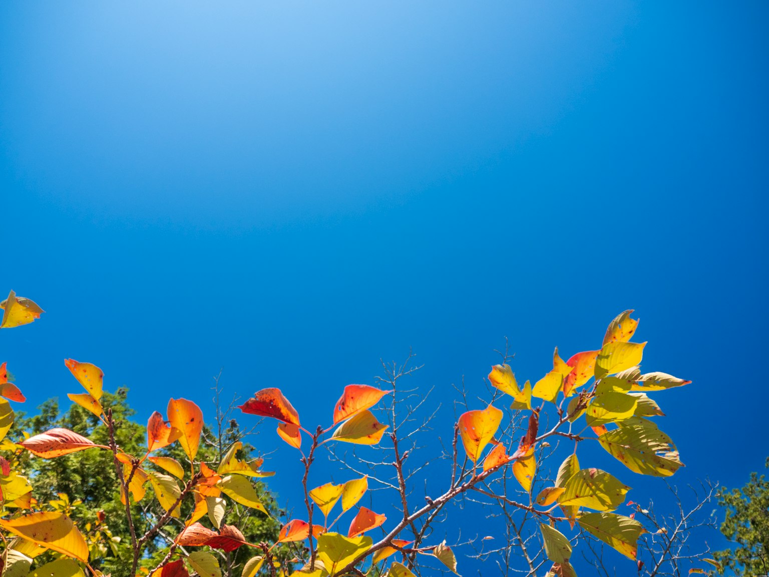 Hojas coloridas contra un cielo azul claro
