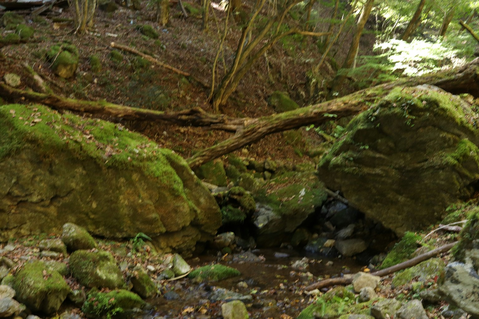 Scena forestale con grandi rocce coperte di muschio e un piccolo ruscello