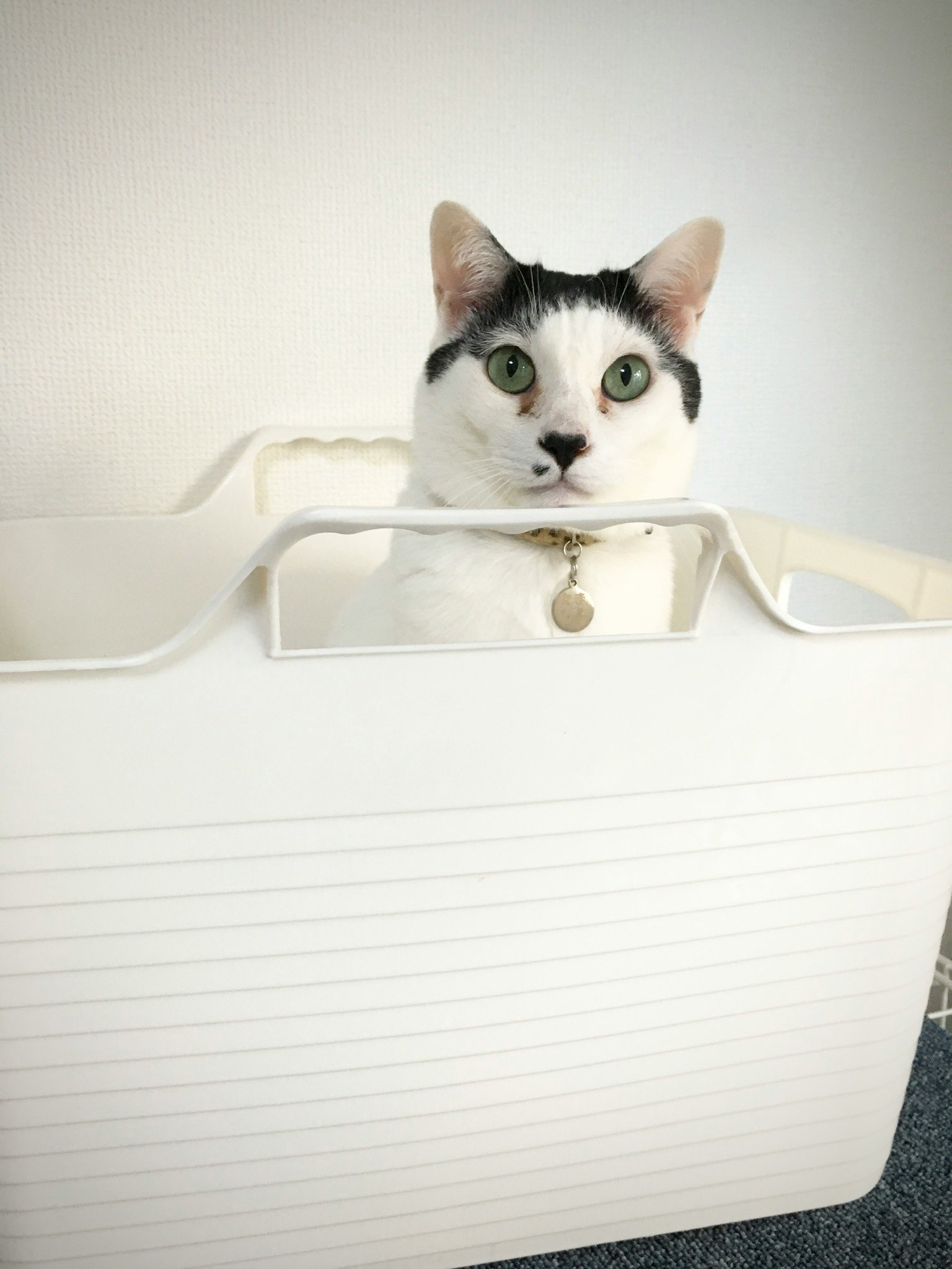 猫がかごの中から顔をのぞかせる