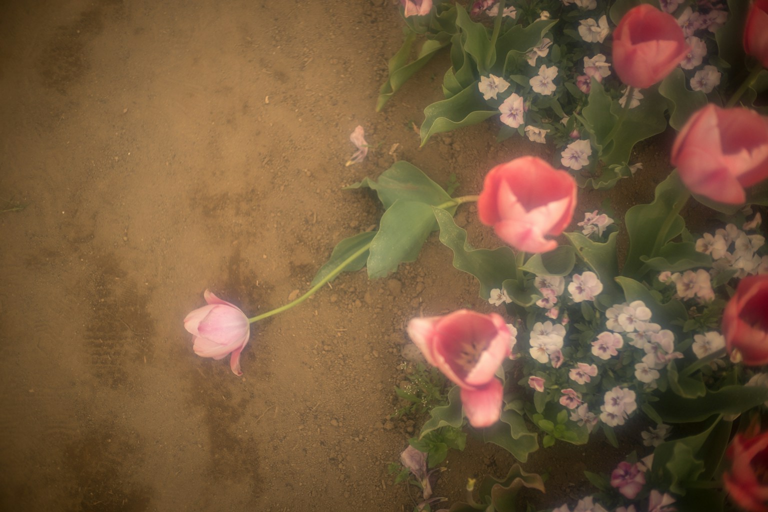 Sebuah tulip pink yang jatuh di antara tulip pink yang mekar dan bunga kecil putih di atas tanah