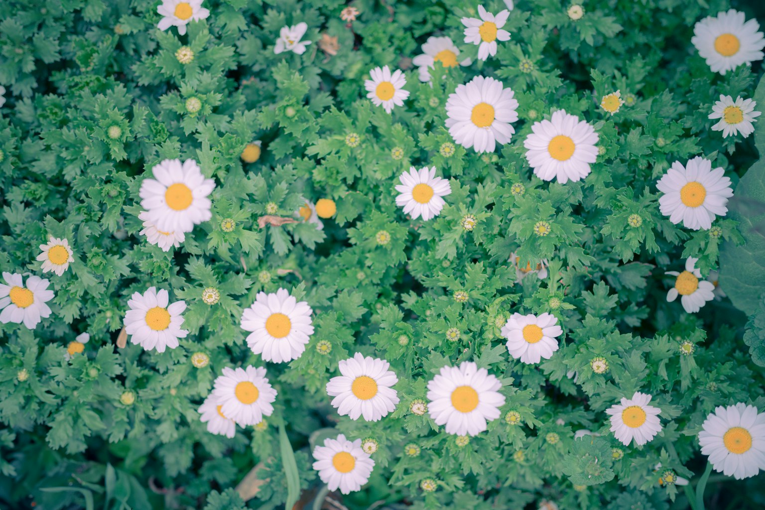 ทิวทัศน์สวนที่เขียวชอุ่มซึ่งมีดอกเดซี่สีขาวและกลางสีเหลืองอยู่ท่ามกลางใบเขียว