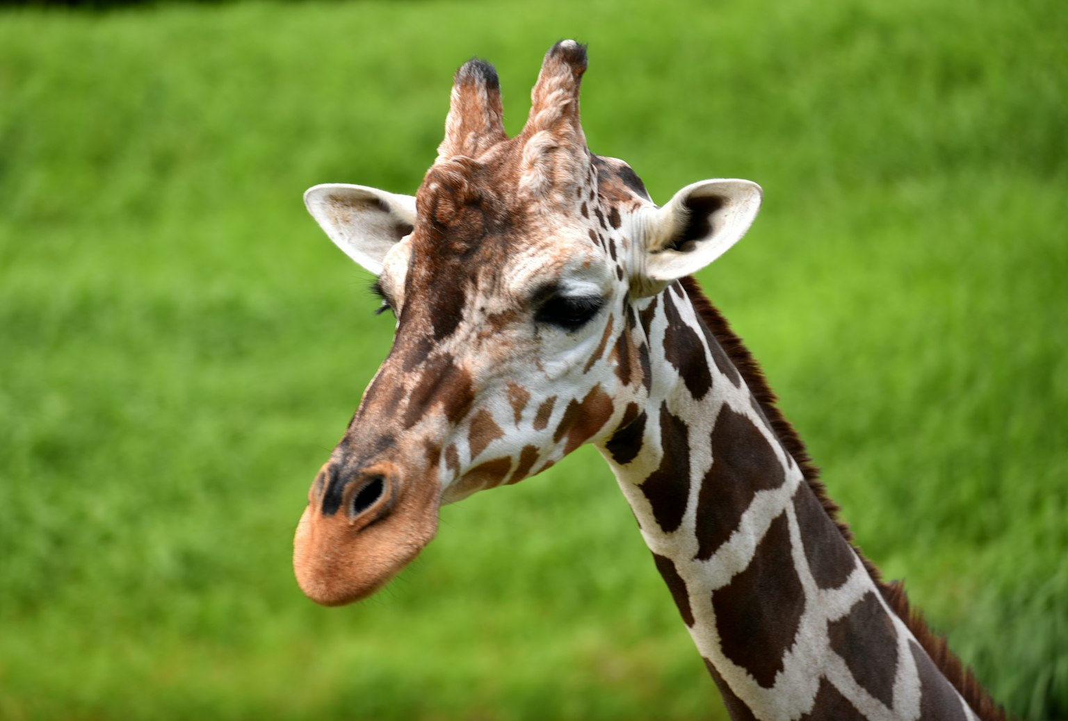 ภาพระยะใกล้ของหน้าก giraffe บนพื้นหลังสีเขียว