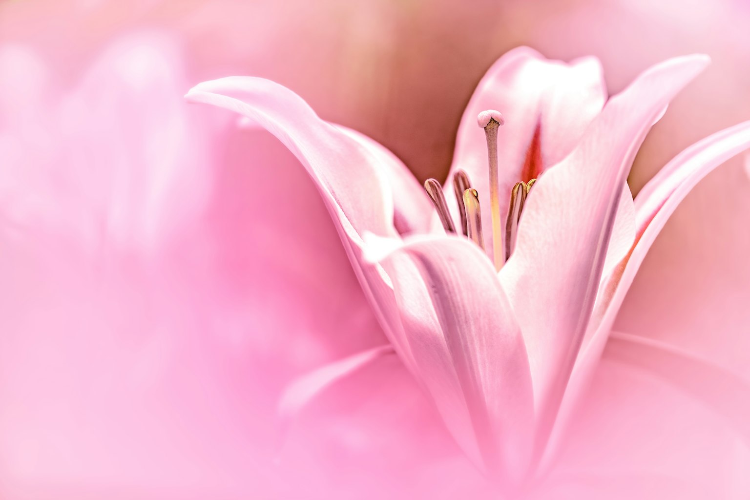 Close-up of a beautiful lily flower with soft pink background