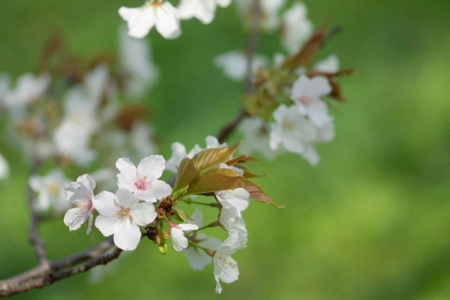 Gros plan de fleurs de cerisier sur une branche avec un fond vert clair