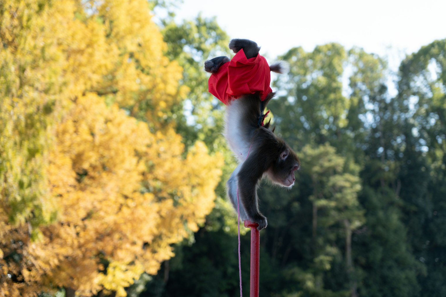 Eichhörnchen hängt an einem Pfosten in einem roten Outfit