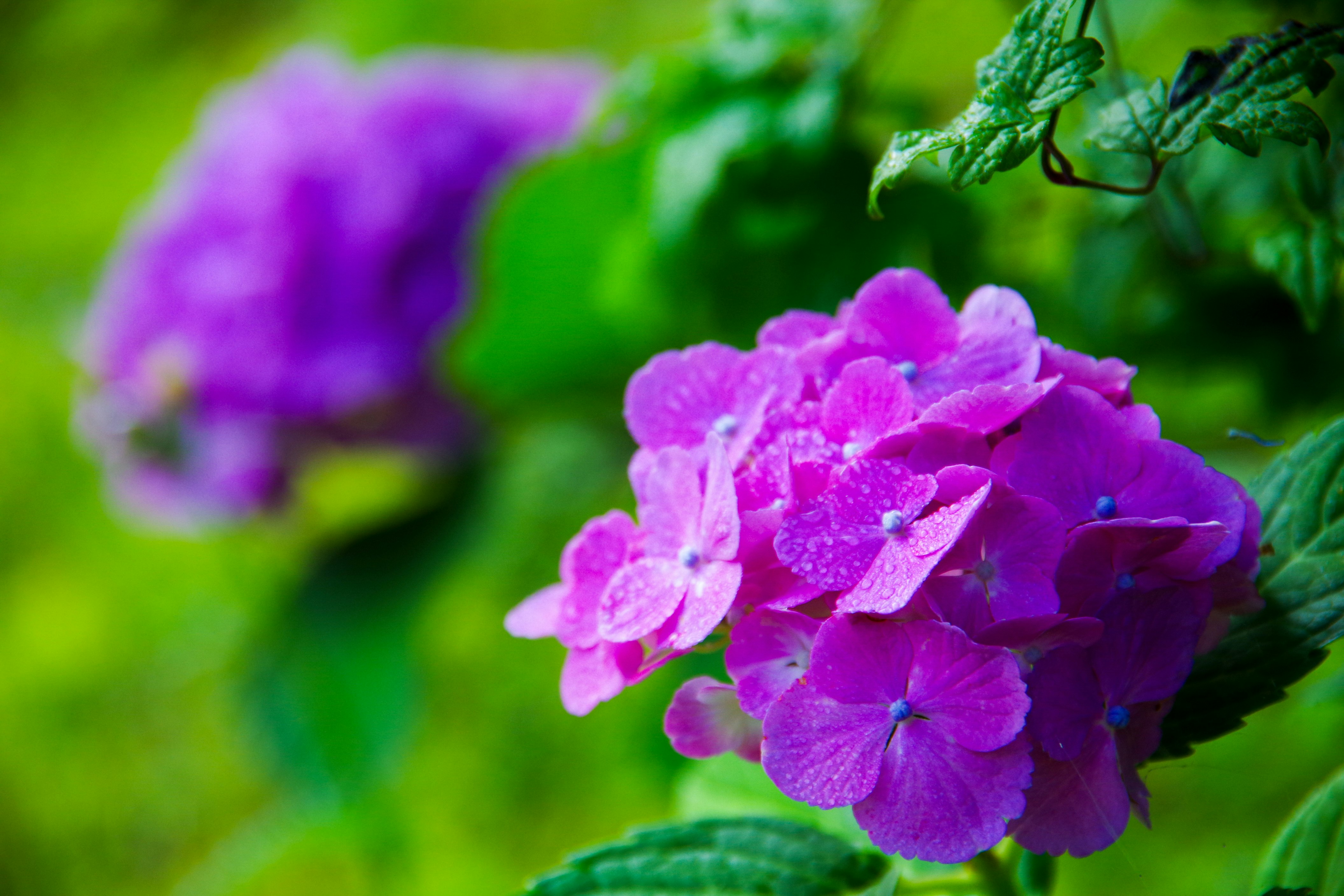 紫陽花の花と緑の背景