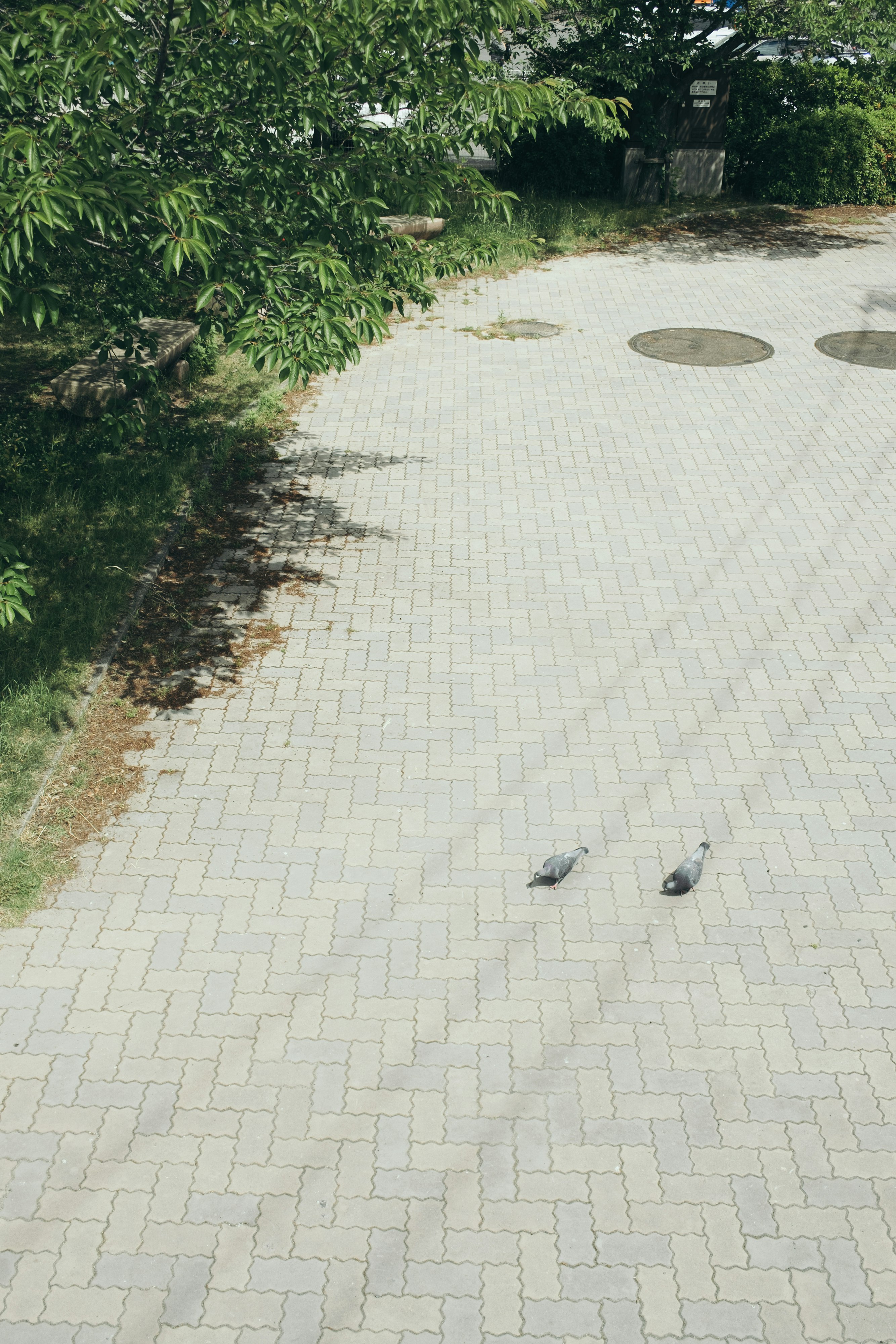 sentiero in cortile pavimentato a mattoni con piccioni e vegetazione