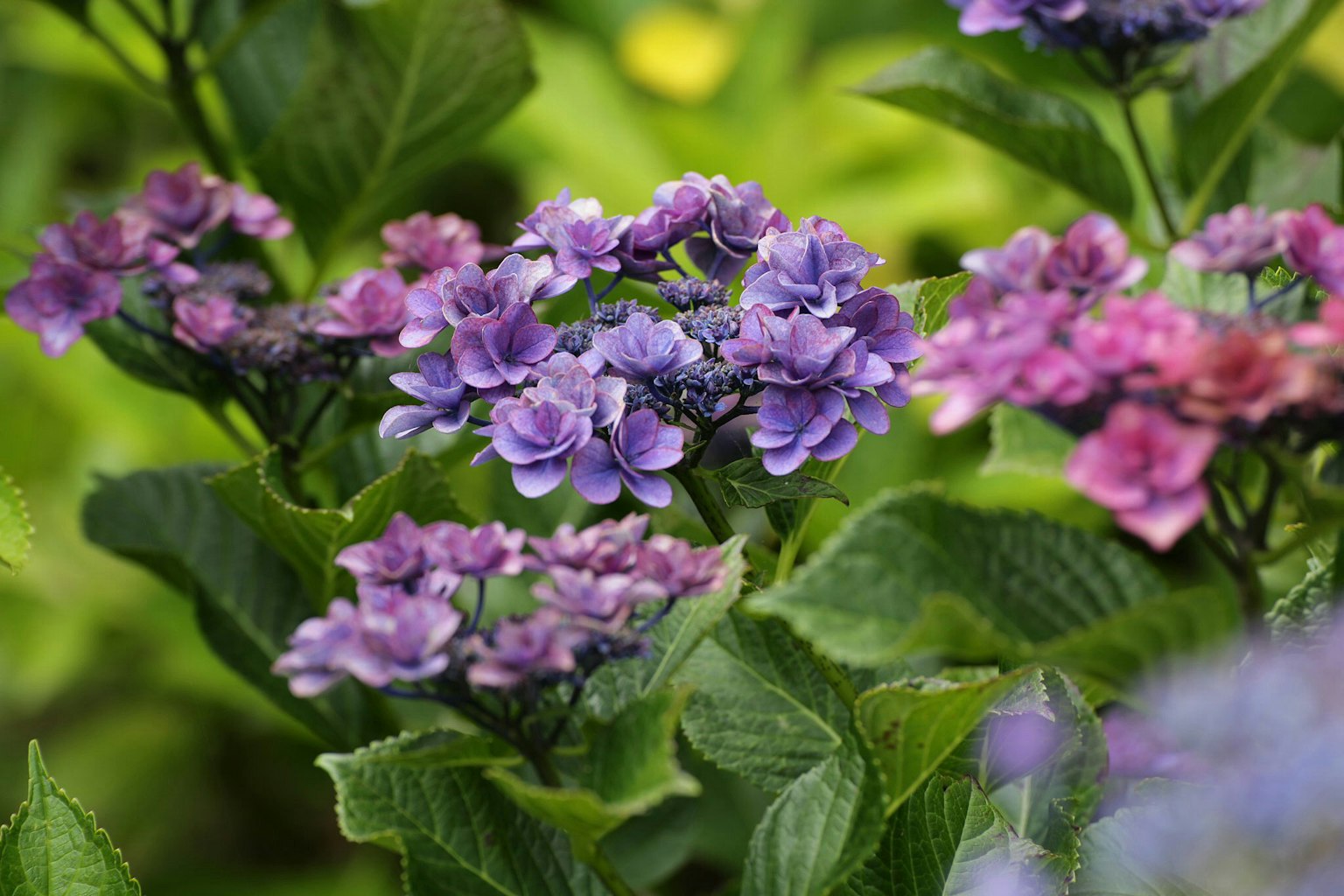 特写的绣球花，紫色和粉色的花朵被绿色的叶子包围