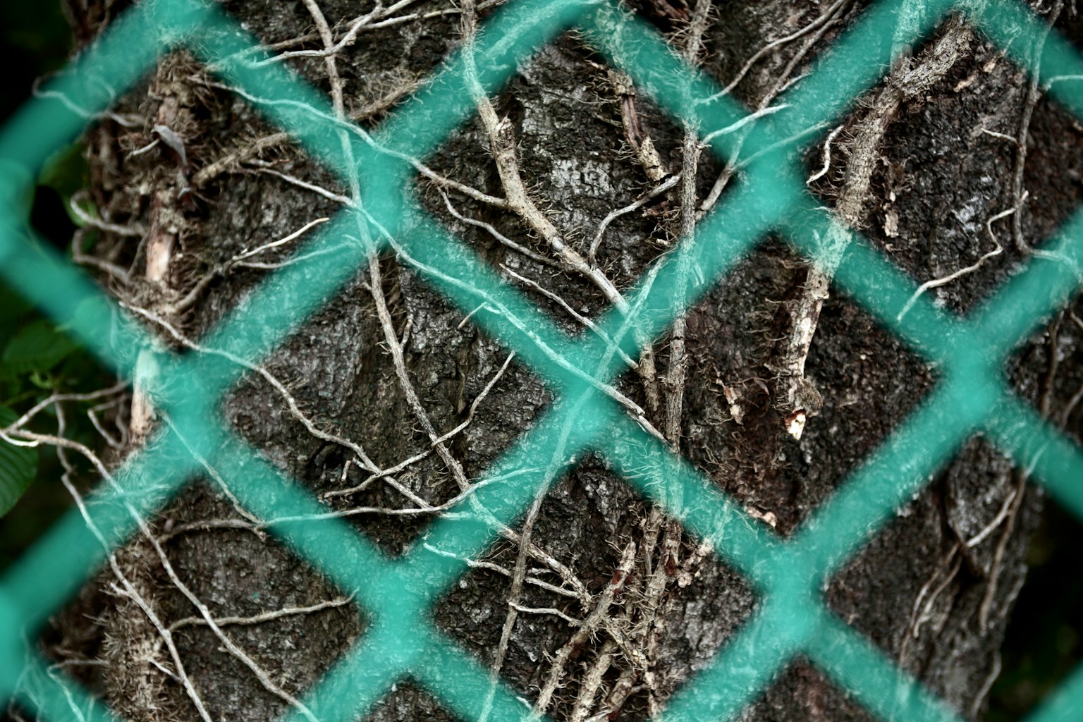 Primo piano delle radici di un albero visibili attraverso una rete verde