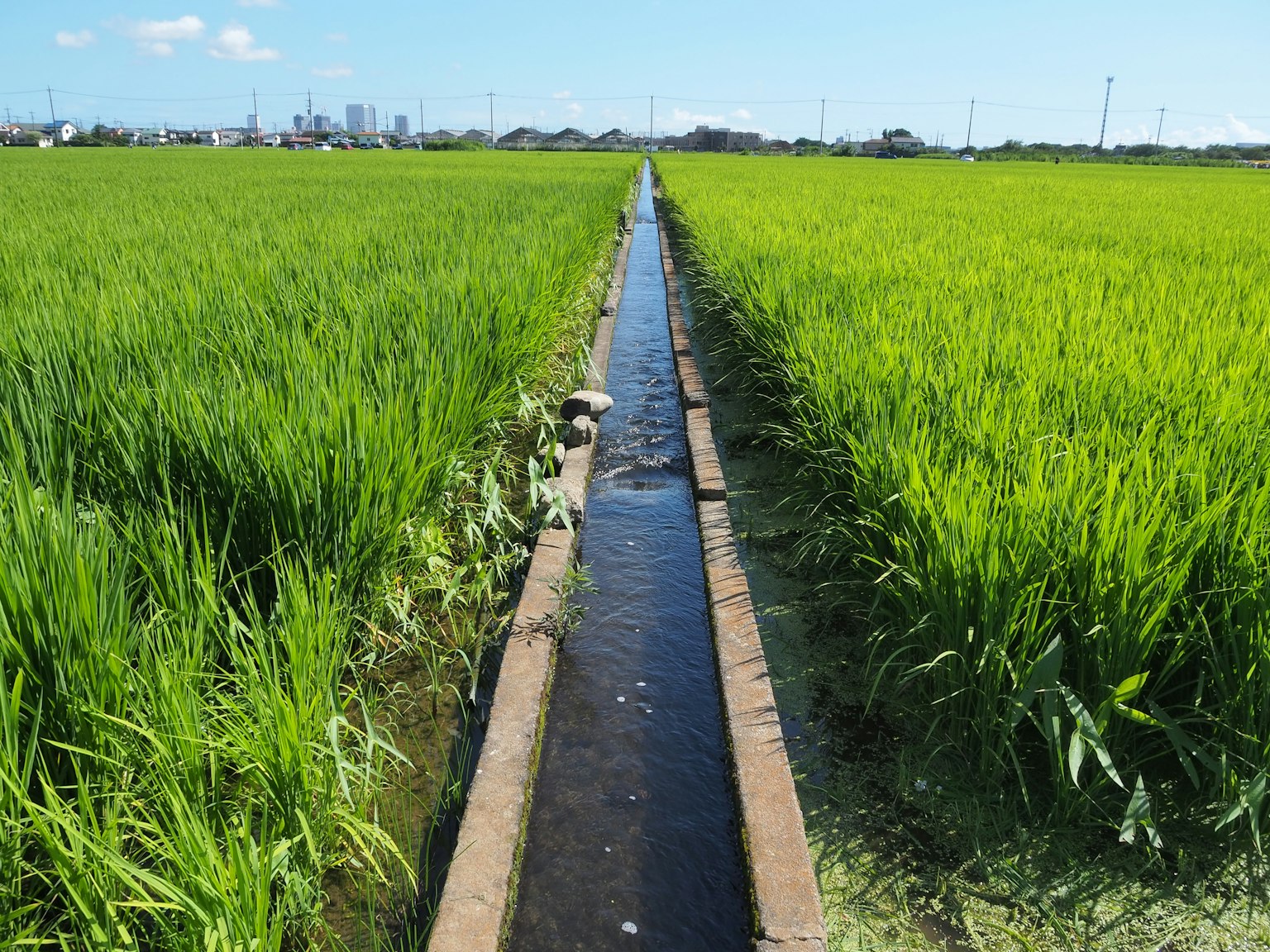 Landschaft eines Wasserkanals umgeben von grünen Reisfeldern