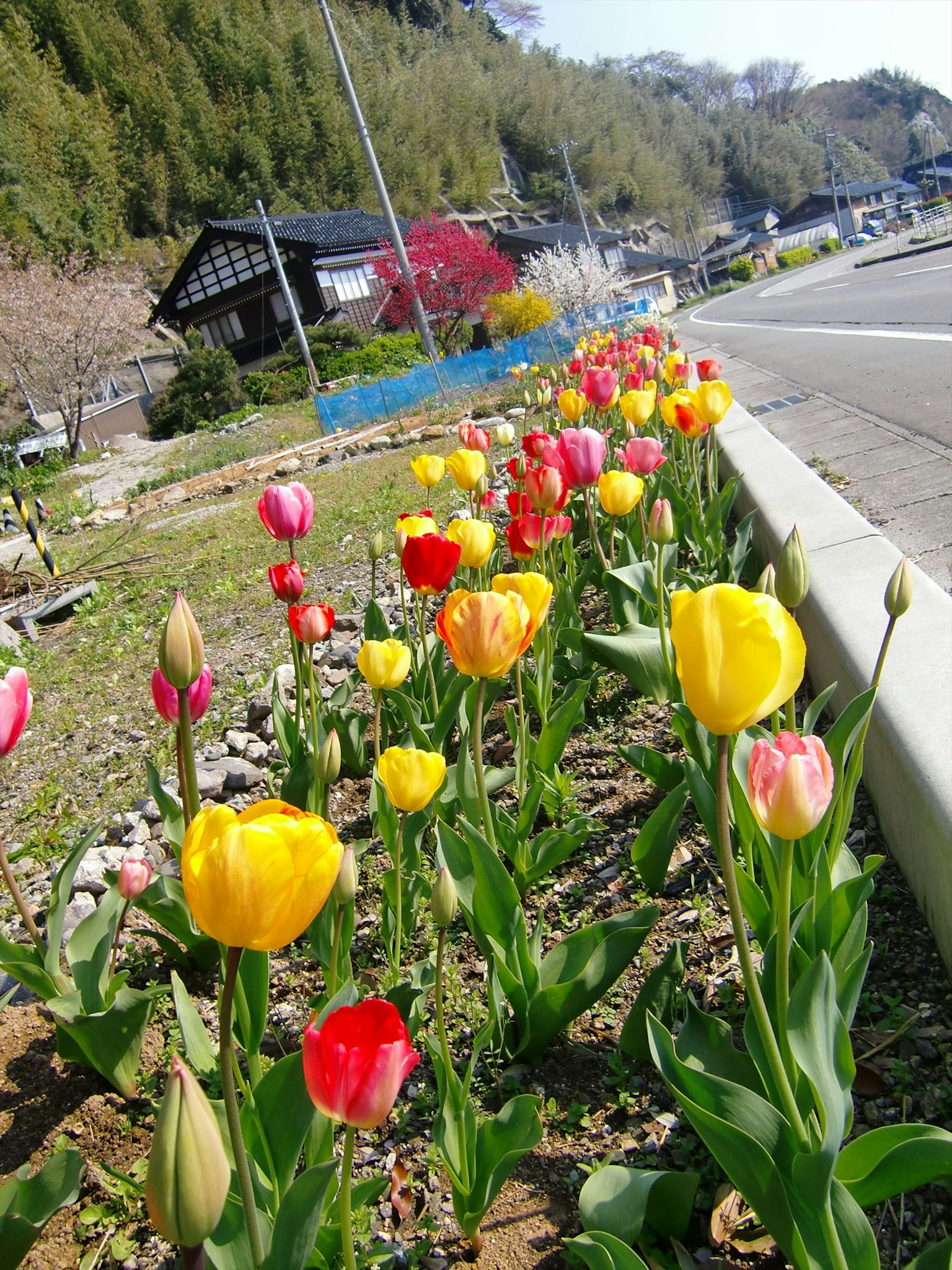 Bunte Tulpen blühen am Straßenrand