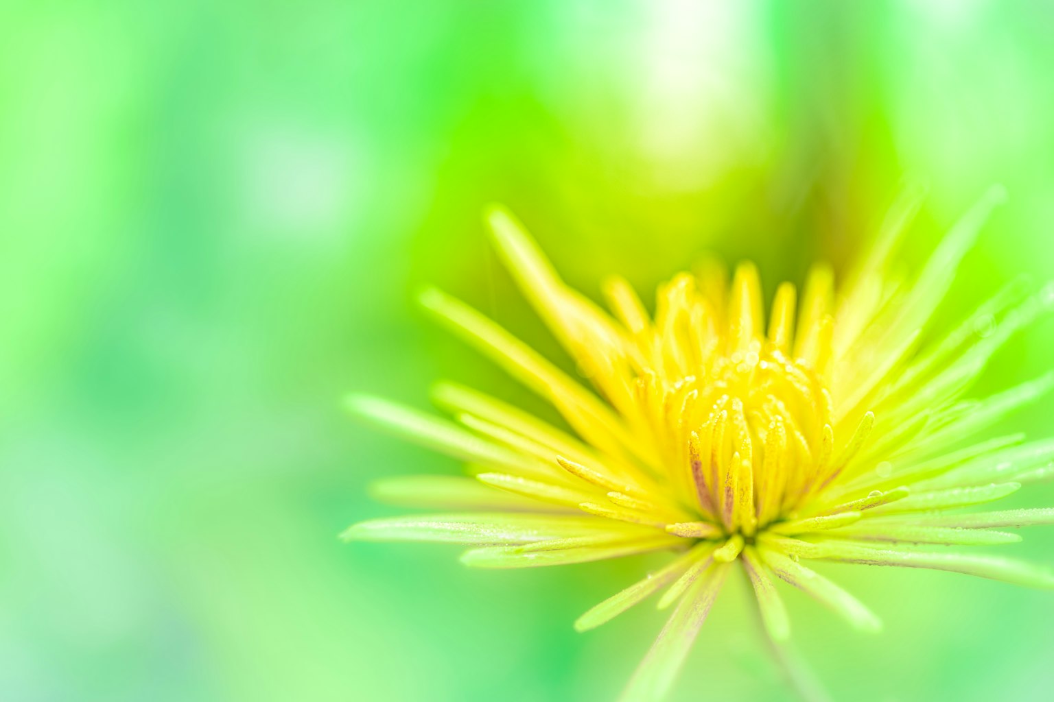 Vibrant yellow flower against a soft green background
