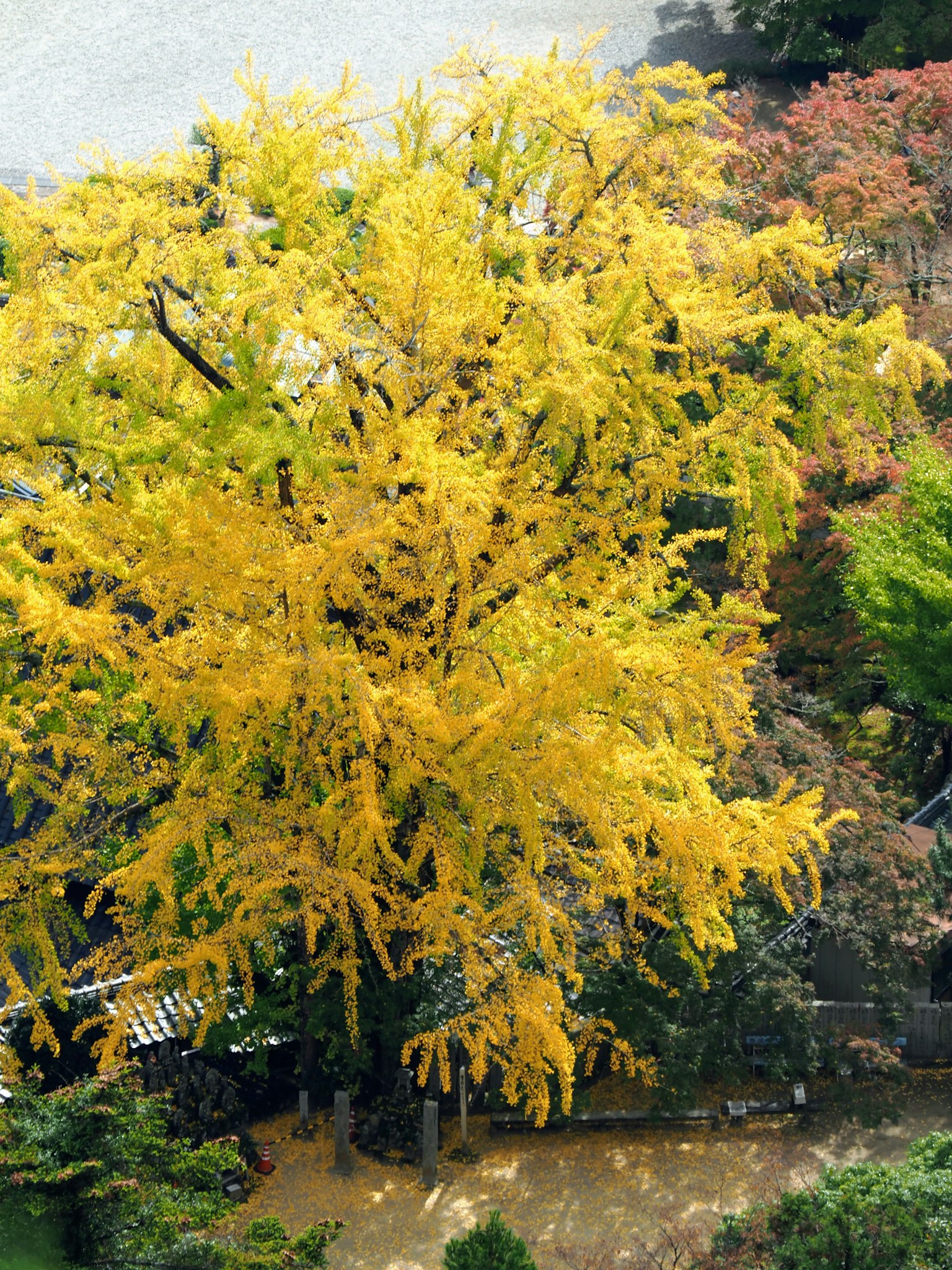Sebuah pohon kuning cerah berdiri di taman