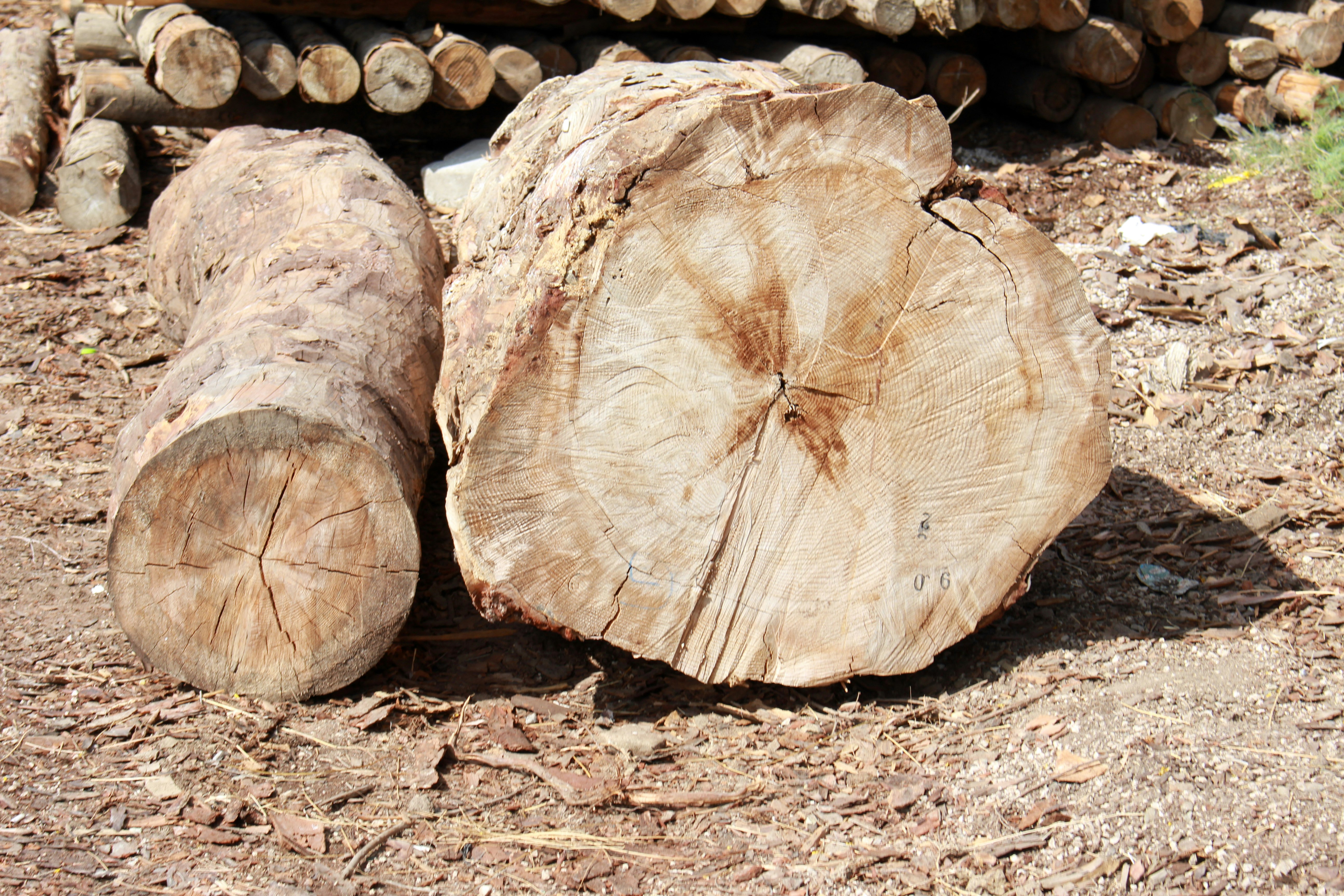 outdoor ground with cut log cross-sections and stumps