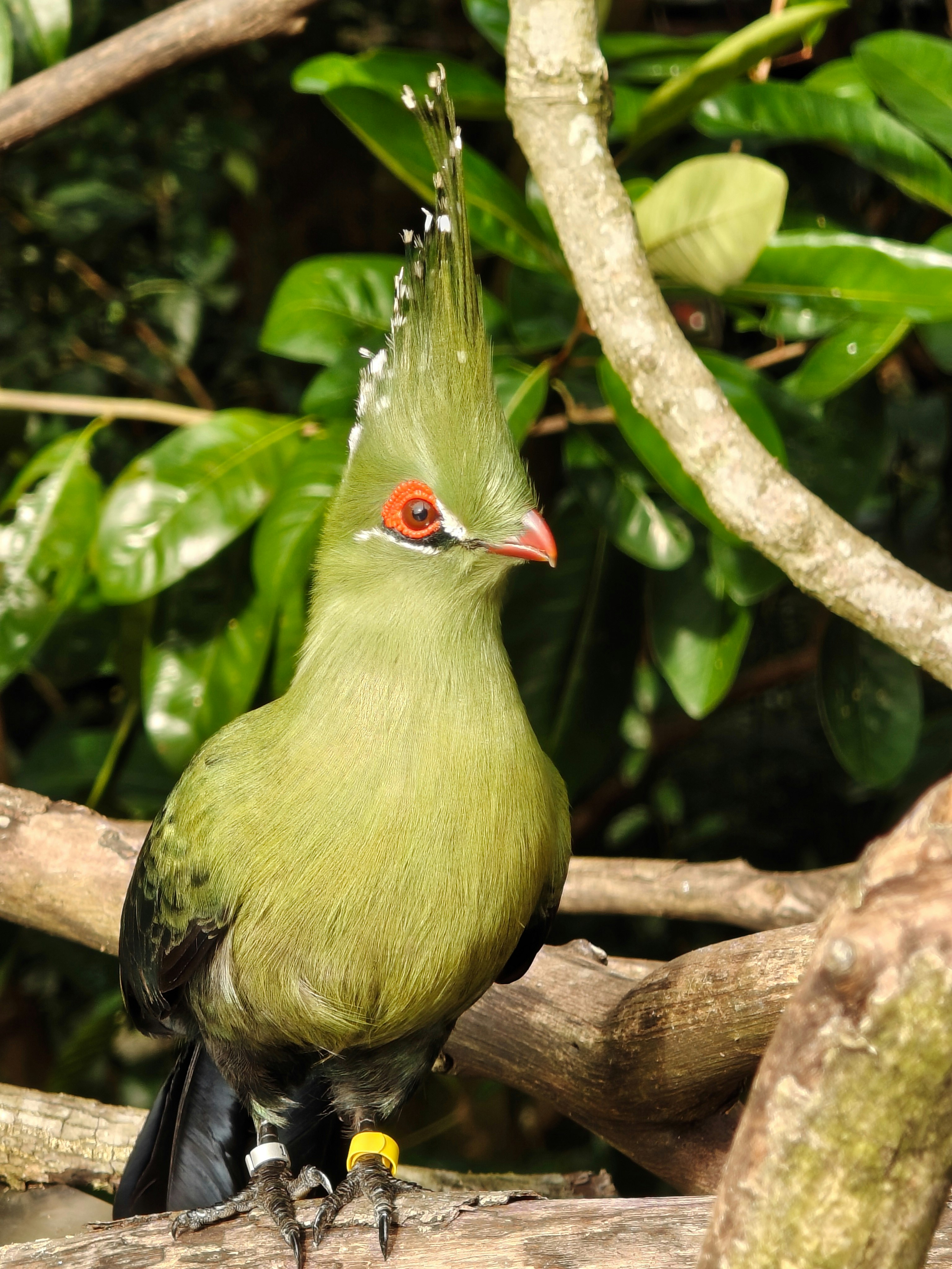 鳥の楽園で枝にとまるオウム目の鳥