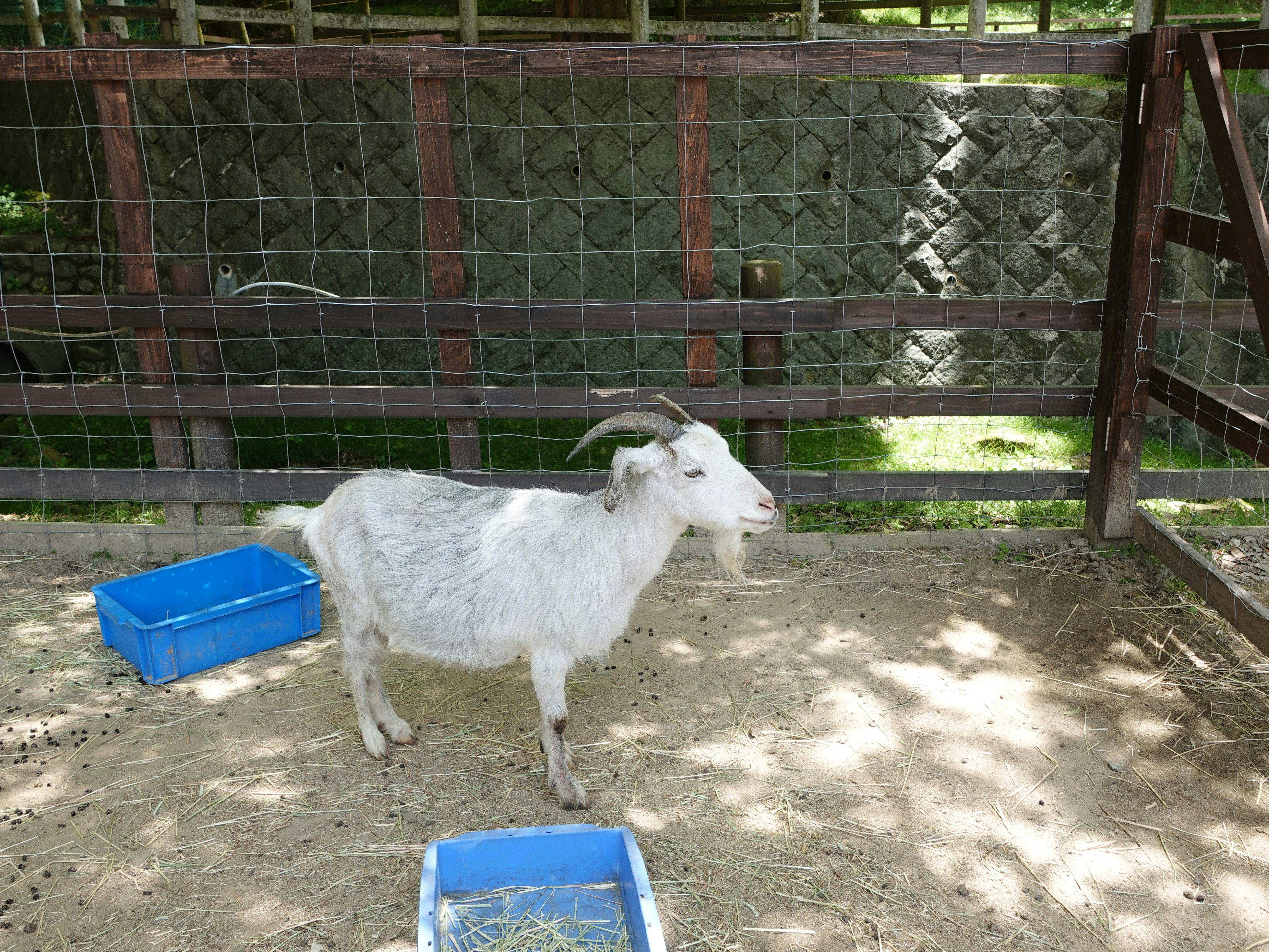 cabra de pie en un corral vallado